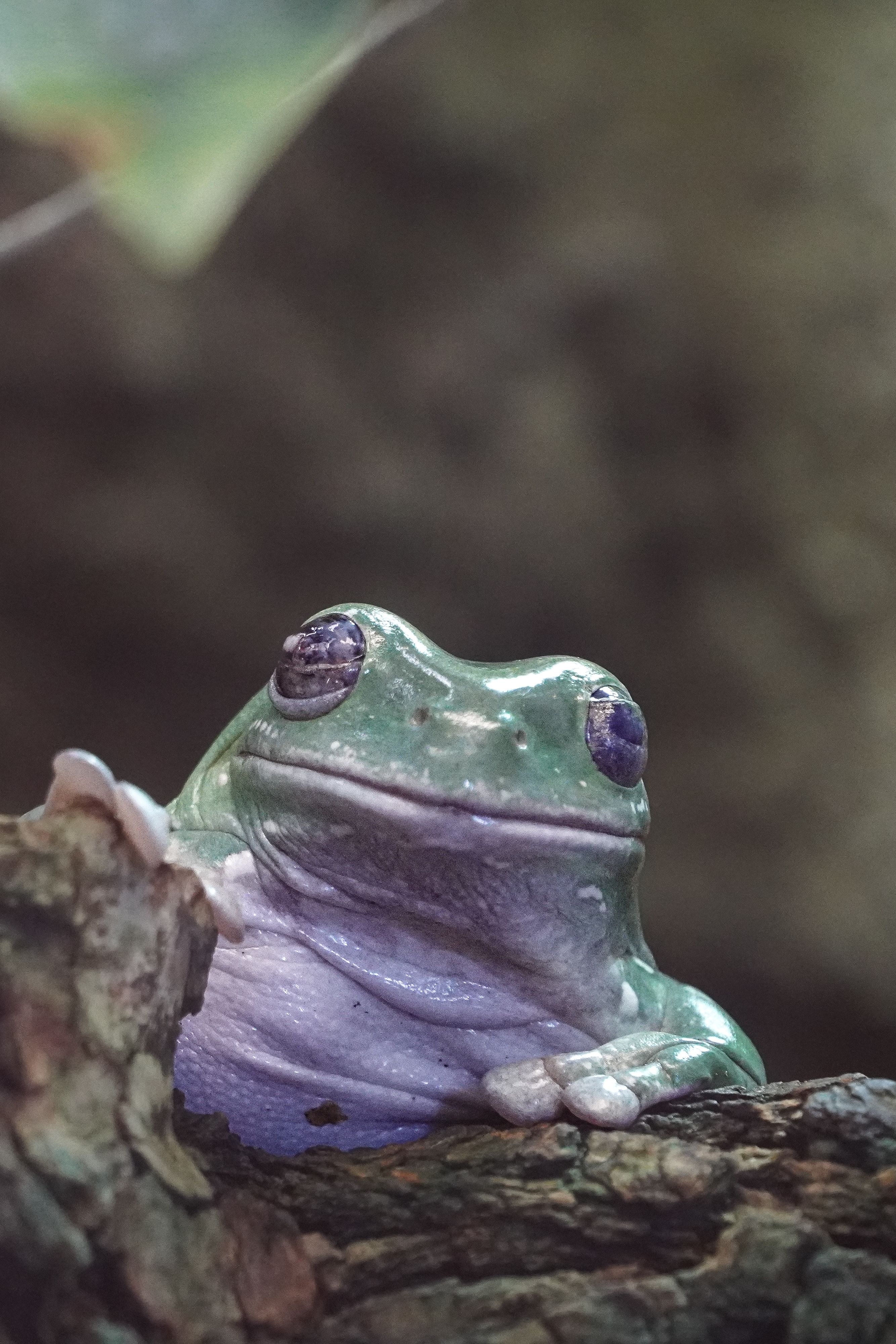 Close-Up of Green Tree Frog on Tree Bark · Free Stock Photo