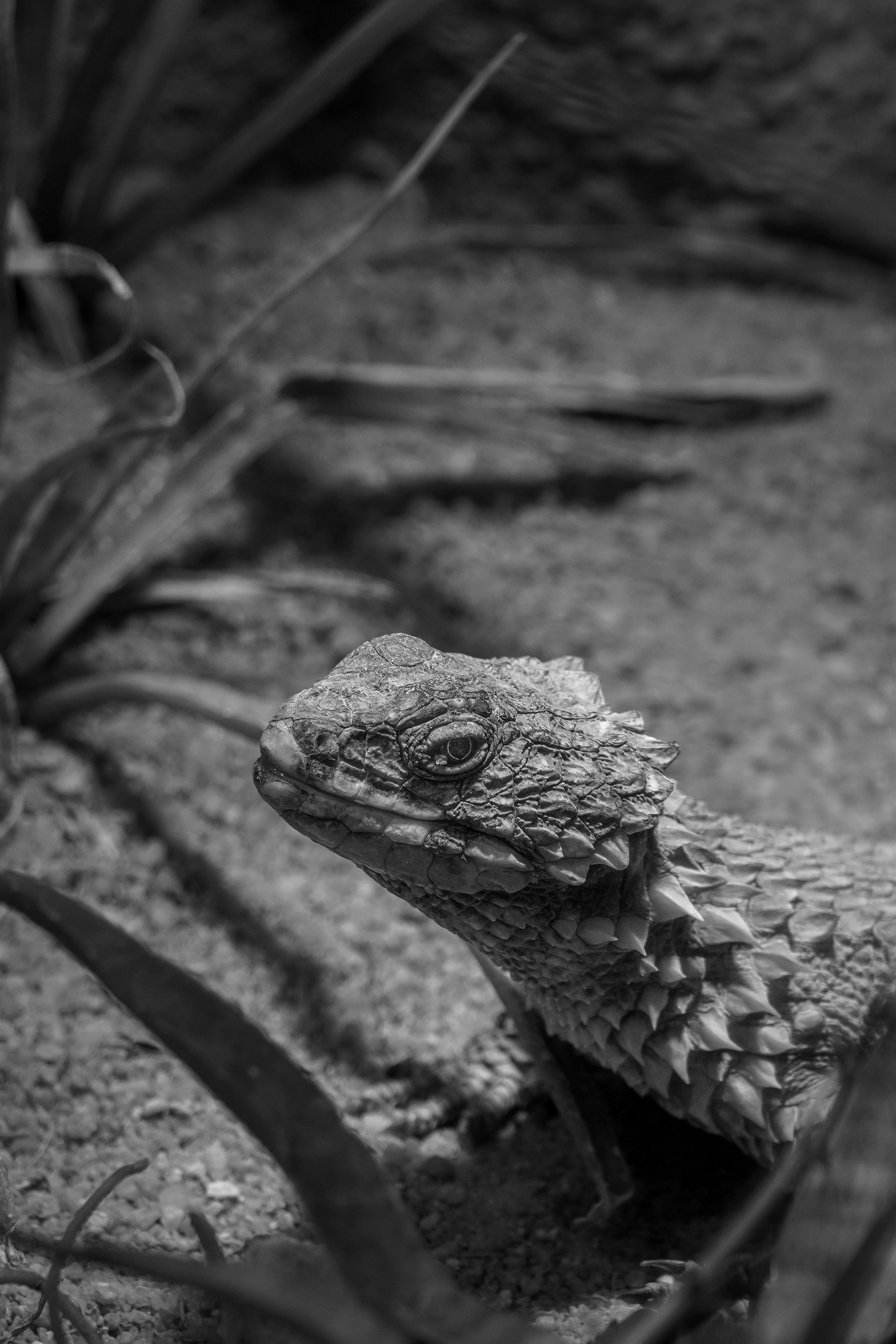 Fotomural Primer plano en blanco y negro de un lagarto cornudo en su entorno natural, mostrando su piel texturizada.