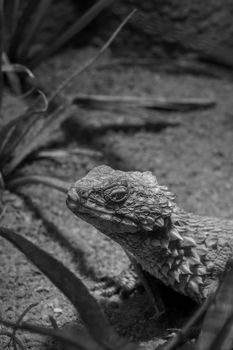 lizard photo