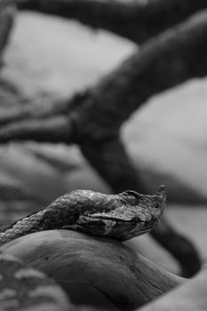 snake photo