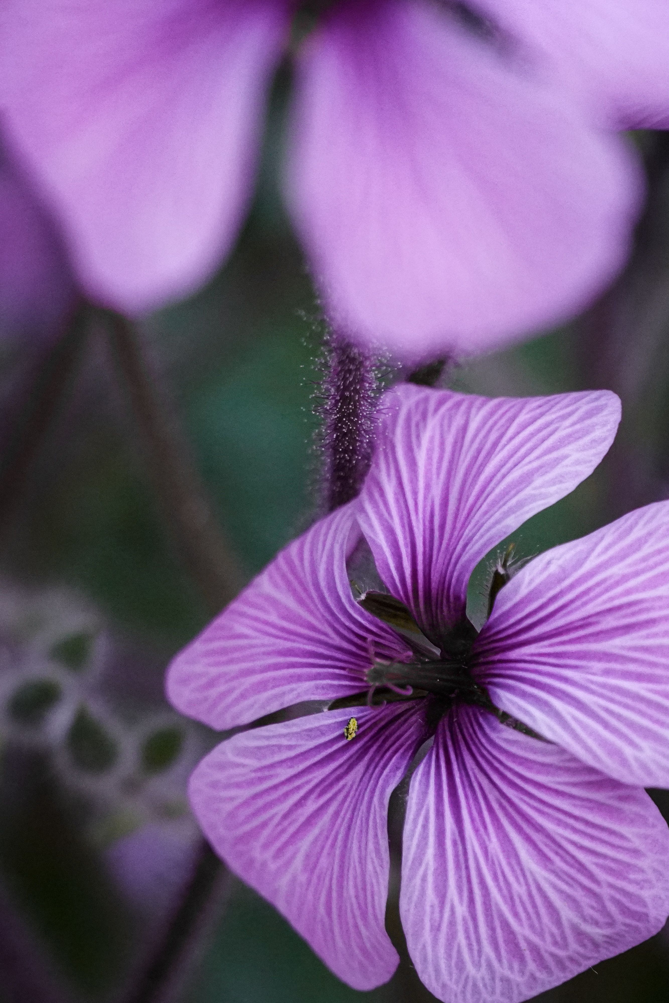 Purple 5 Petaled Flower Close Up Photography · Free Stock Photo