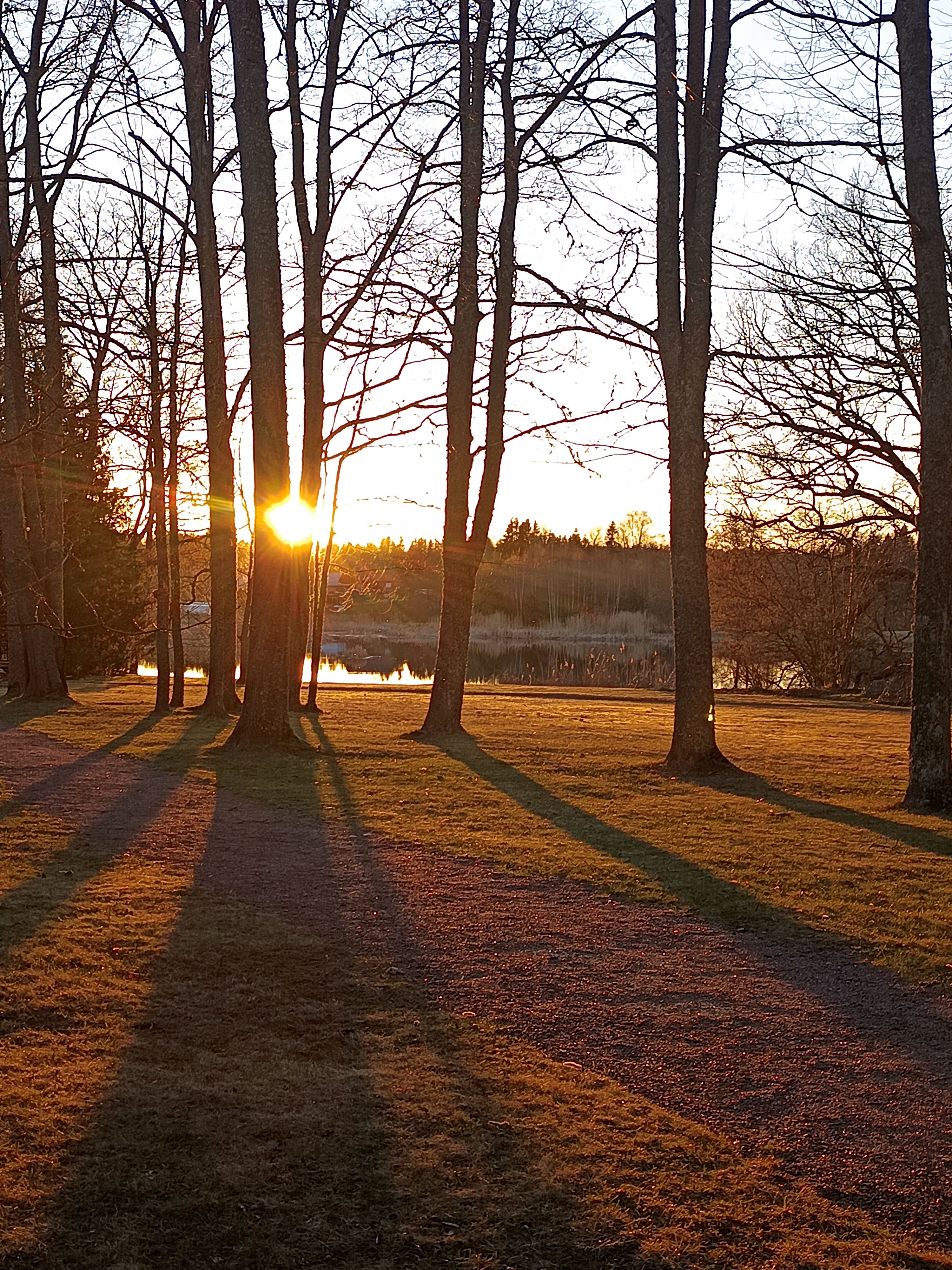 Serene Sunset Through Bare Trees on Lakeside · Free Stock Photo