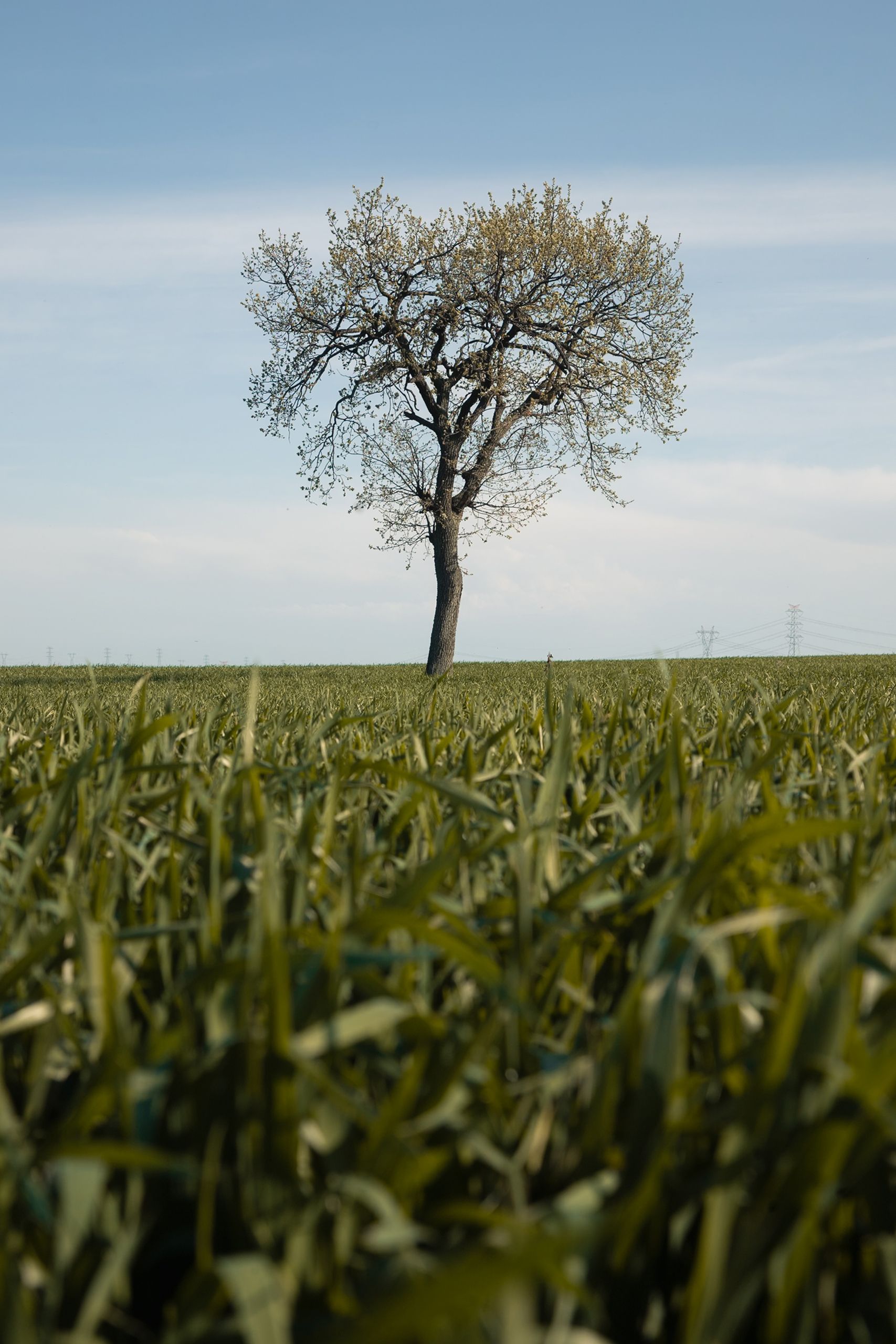 Lone Tree in Lush Green Field Under Blue Sky · Free Stock Photo