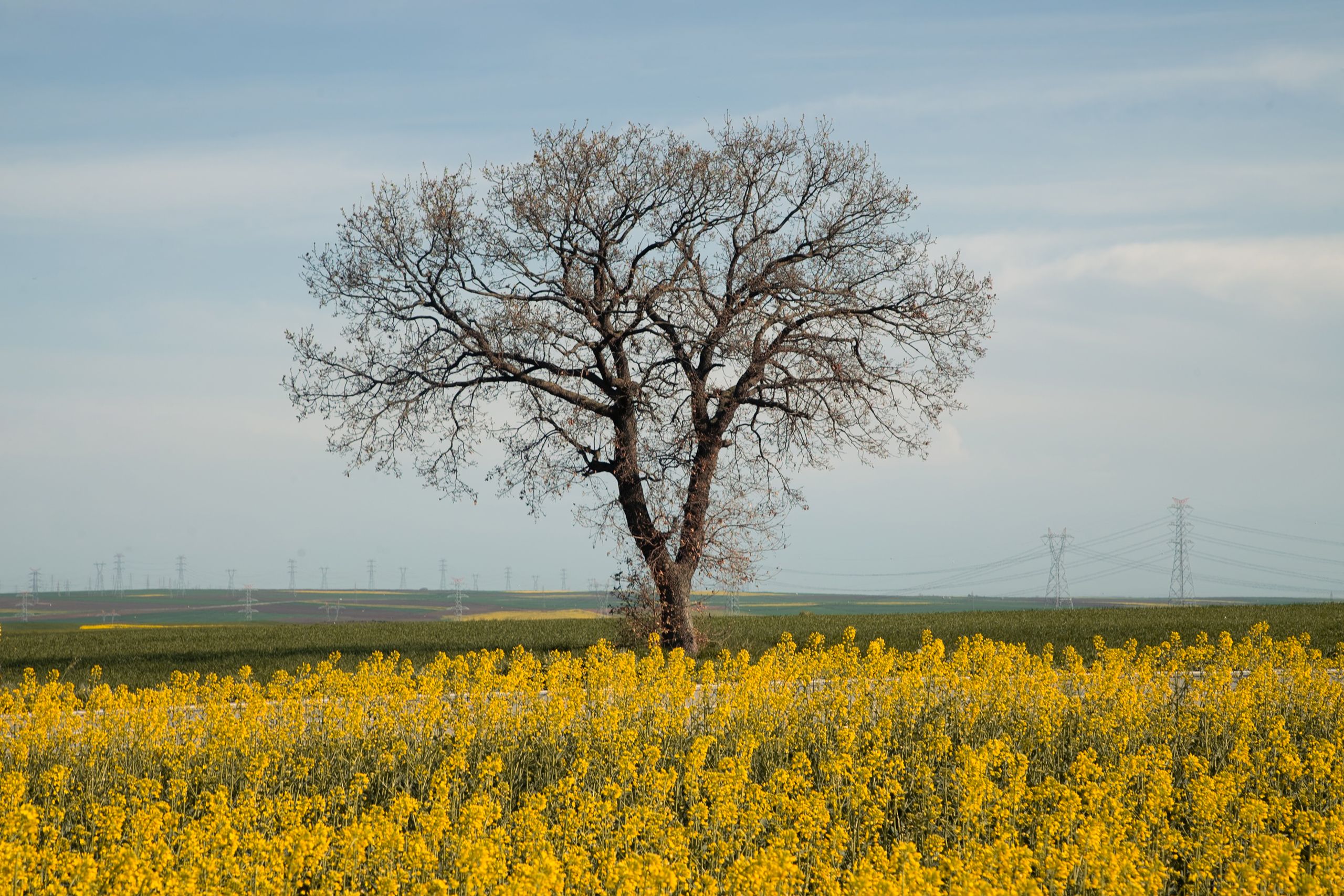 Solitary Tree Amidst Blooming Canola Field · Free Stock Photo