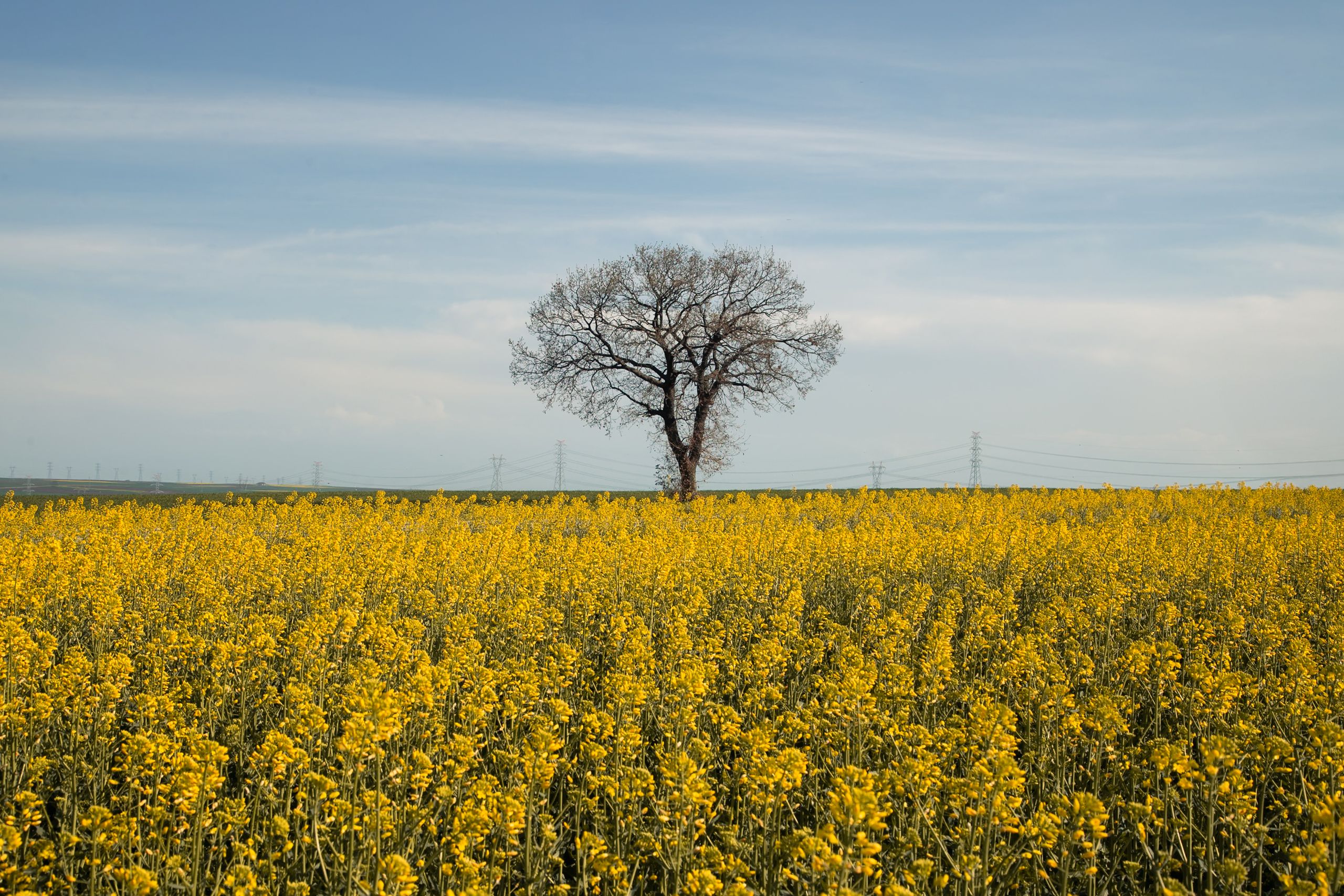 Isolated Tree in Blooming Canola Field · Free Stock Photo