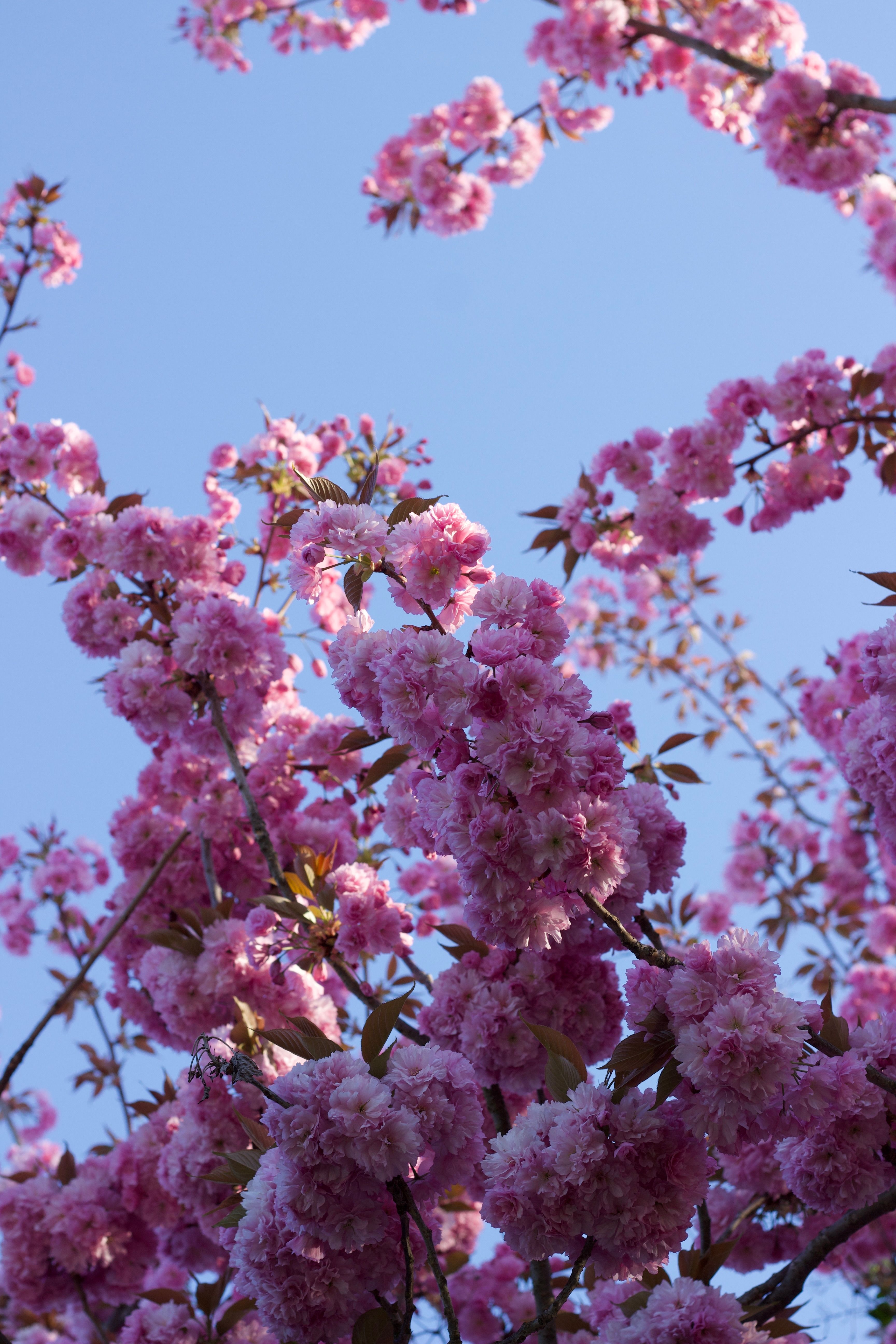 Pink Cherry Blossom Trees Against Blue Sky · Free Stock Photo