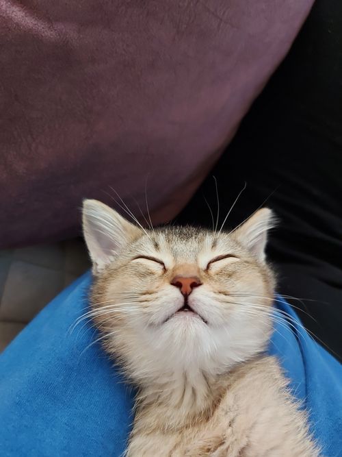 Free Close-up of a serene sleeping kitten lying comfortably on a soft blue blanket. Stock Photo