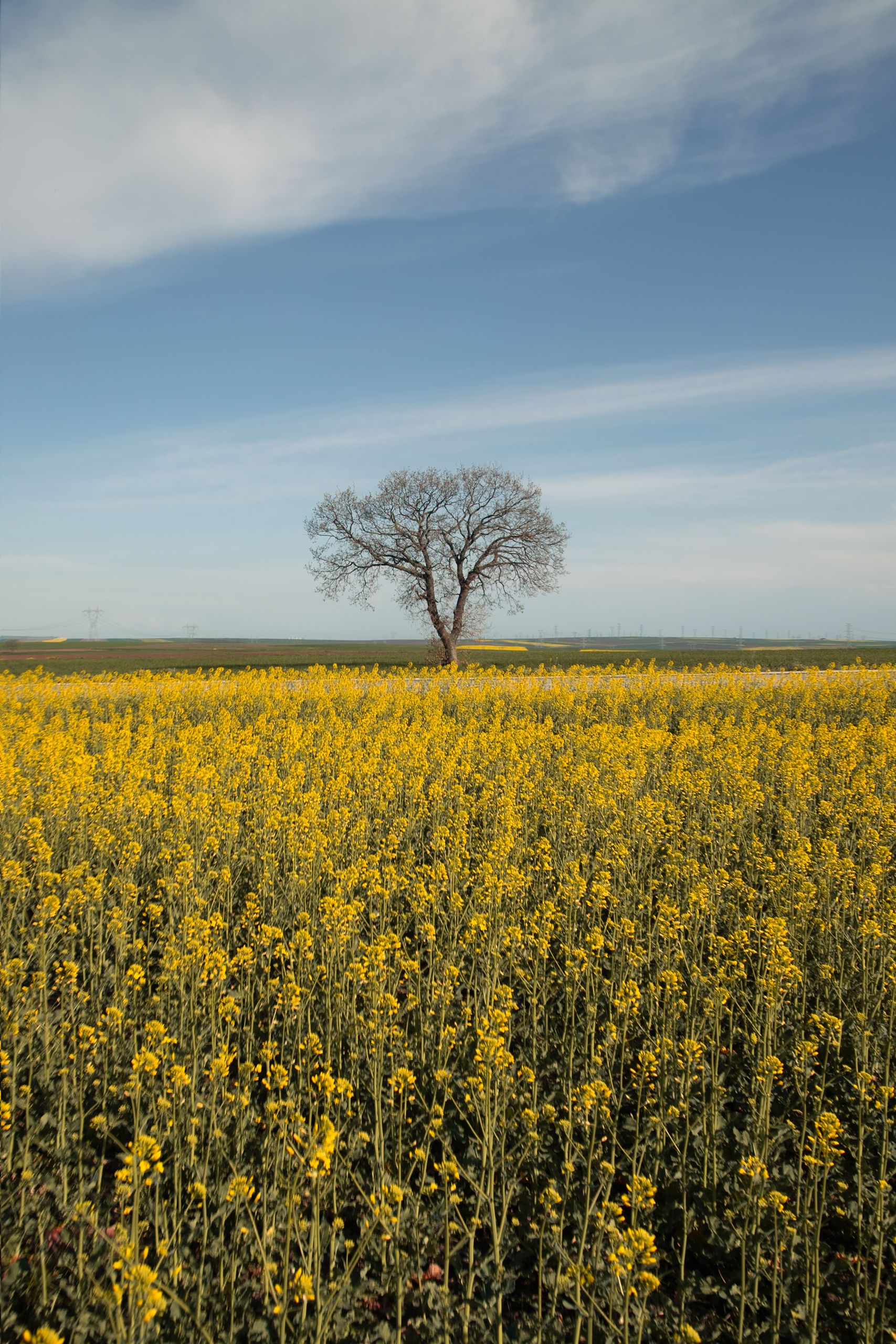 Beautiful Lone Tree in Canola Field under Blue Sky · Free Stock Photo