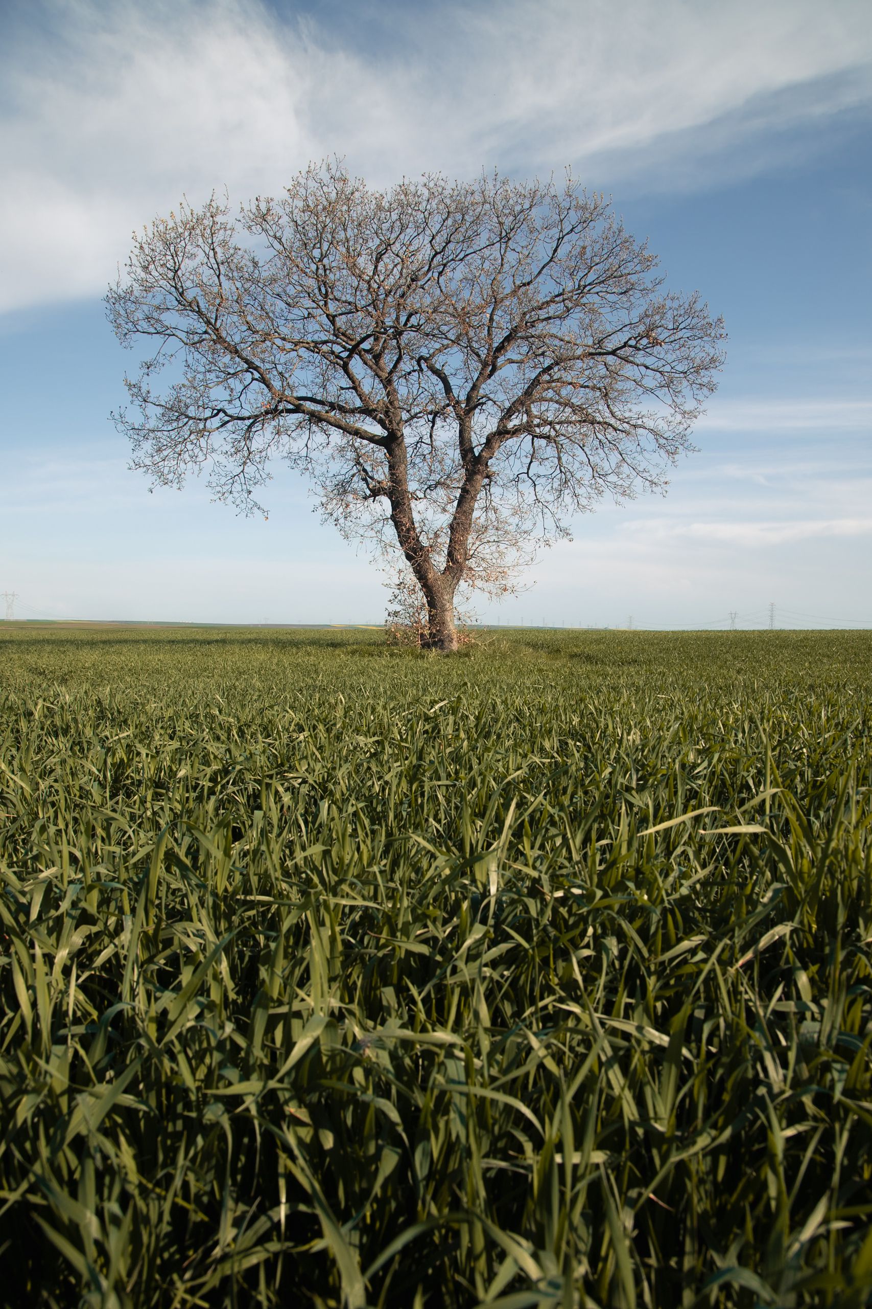 Solitary Tree in Verdant Field Under Blue Sky · Free Stock Photo