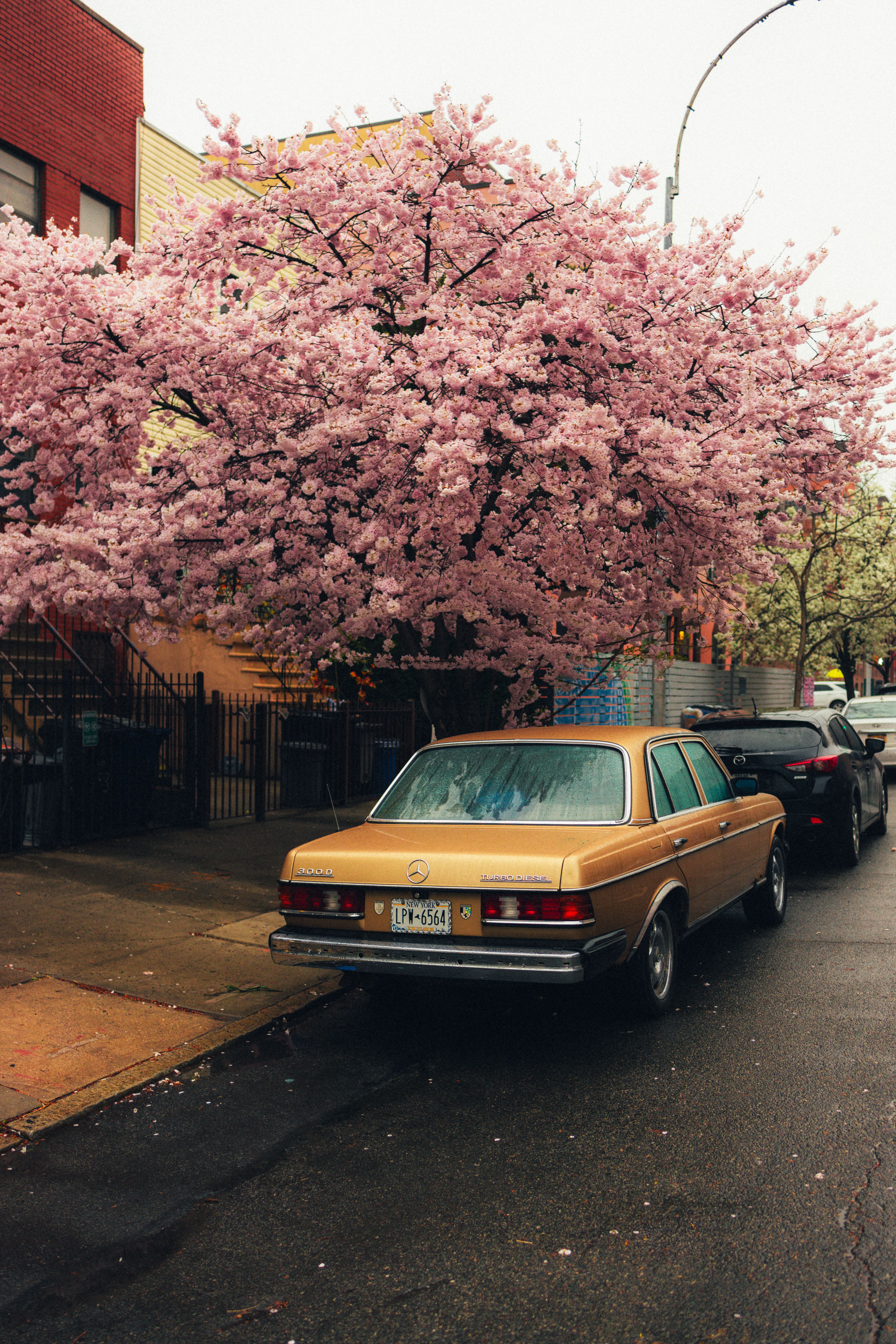 Classic Car Parked Under Blooming Cherry Tree · Free Stock Photo
