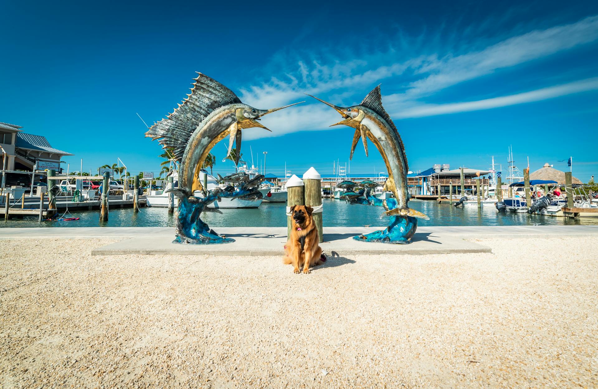 A dog sitting between marlin statues at a marina in Florida Keys, capturing a sunny day by the water.