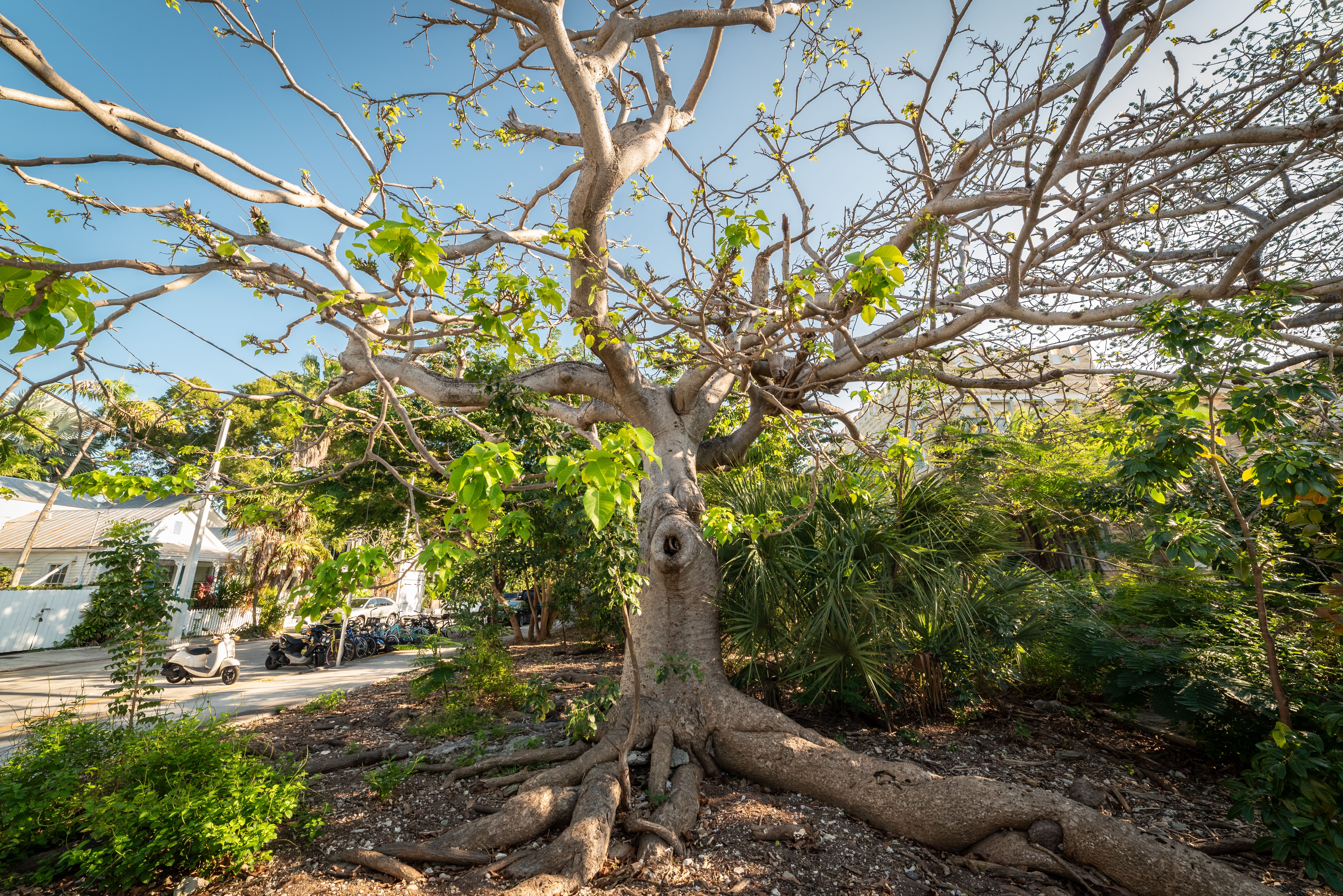 Vue imprenable sur un arbre Ceiba aux branches tentaculaires et au feuillage luxuriant à Key West, en Floride.