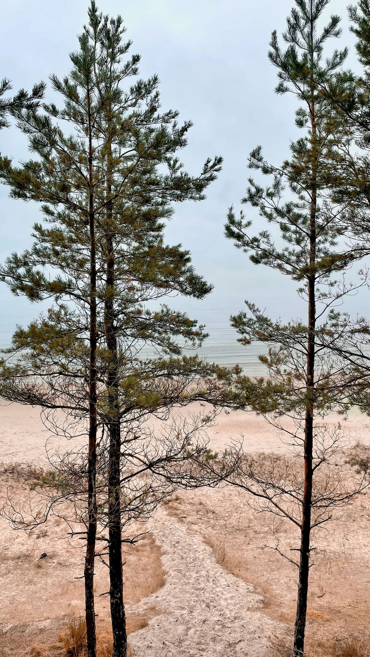 A long grove of pine trees lining a sandy coastal beach by the sea