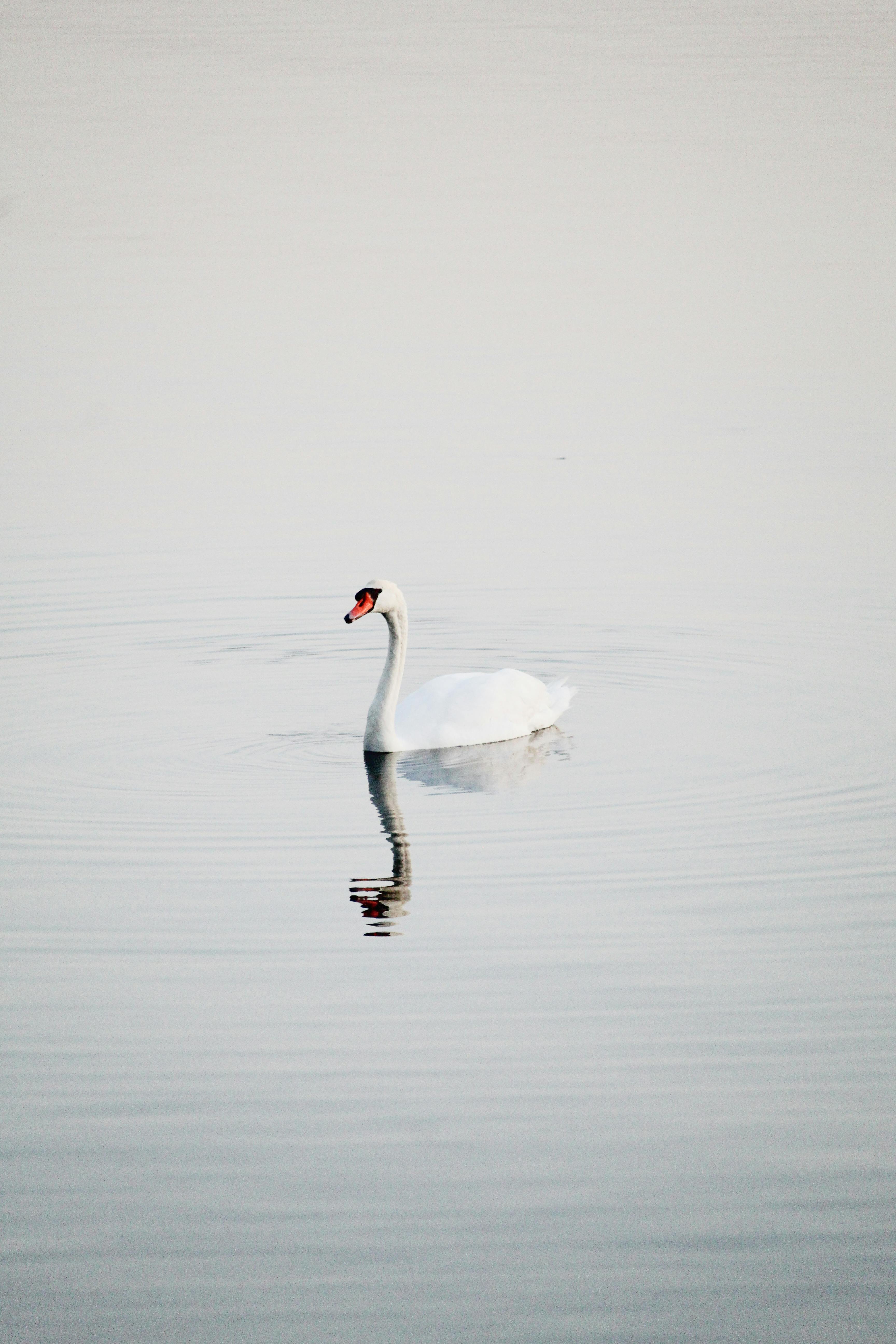 Serene image of a white swan gracefully gliding on calm water reflecting tranquility.