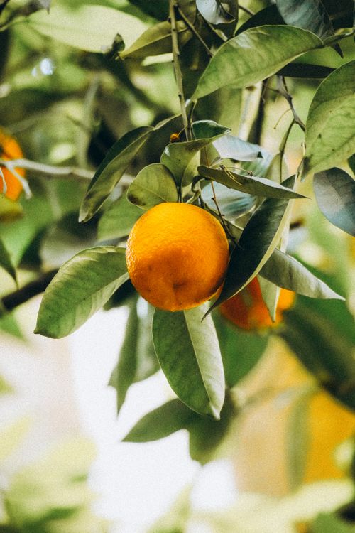 Free A ripe orange hanging on a tree, bathed in sunlight in a Marrakesh garden. Stock Photo