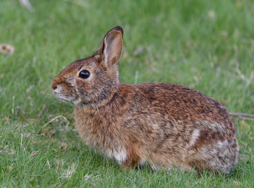 Free A detailed image of an Eastern Cottontail rabbit sitting on grass in Pittsburgh, PA. Stock Photo
