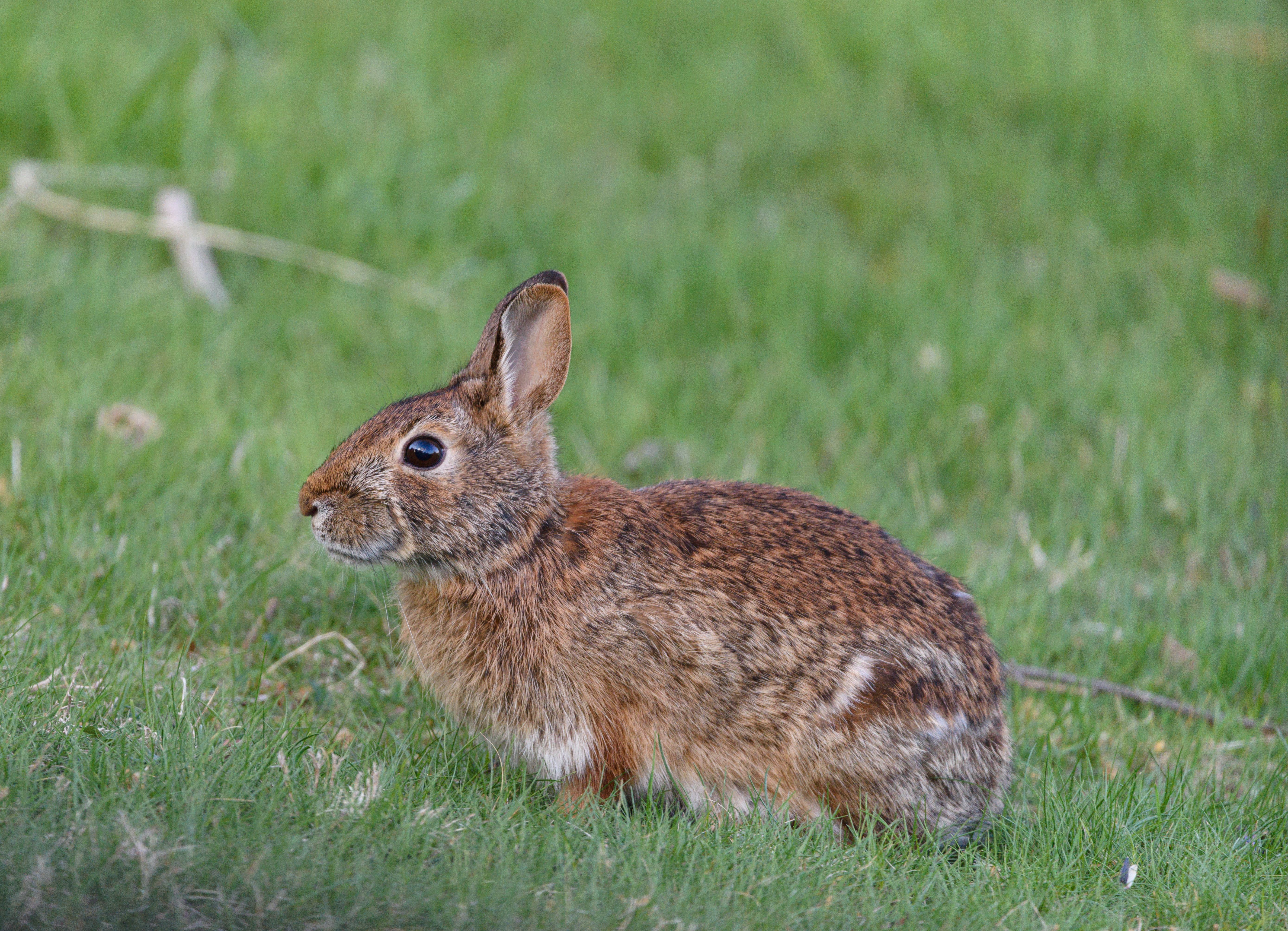 Cottontail Rabbit in Lush Green Grass · Free Stock Photo