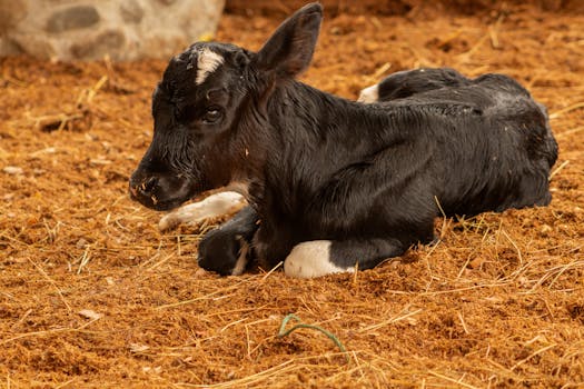 A young black and white calf rests quietly on a bed of hay in a rural farm setting in Colombia.