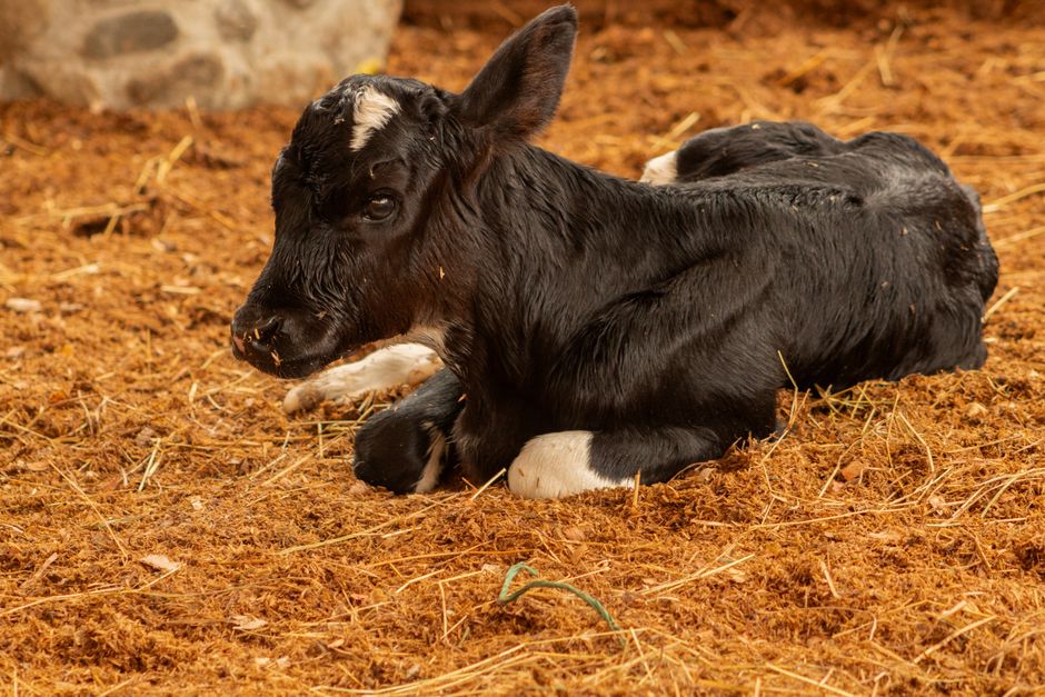 A young black and white calf rests quietly on a bed of hay in a rural farm setting in Colombia.