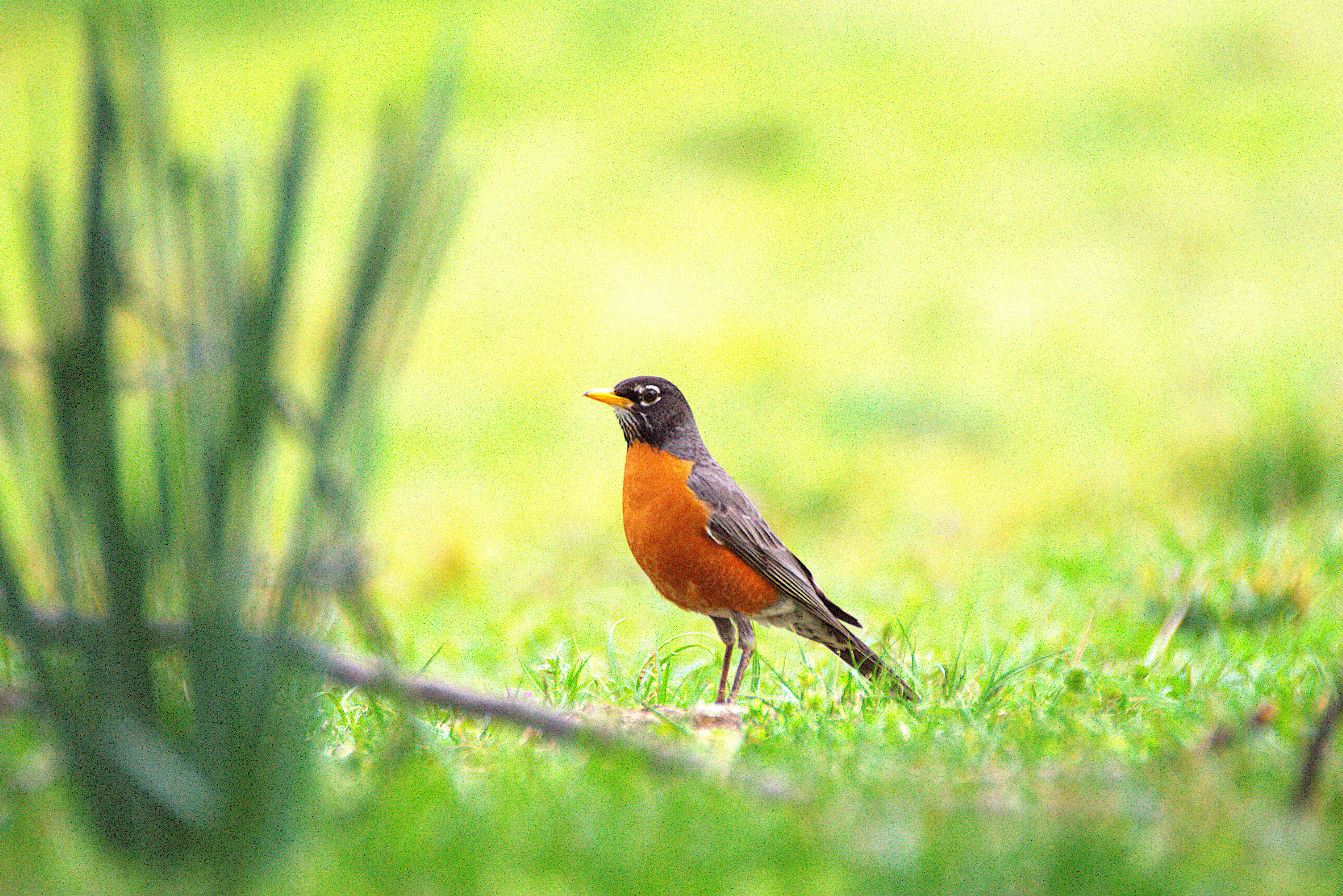 Vibrant American Robin in Springtime Field · Free Stock Photo