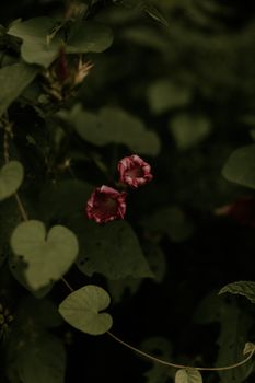 Close-up of two red morning glory flowers amidst lush green leaves, captured in a natural setting.