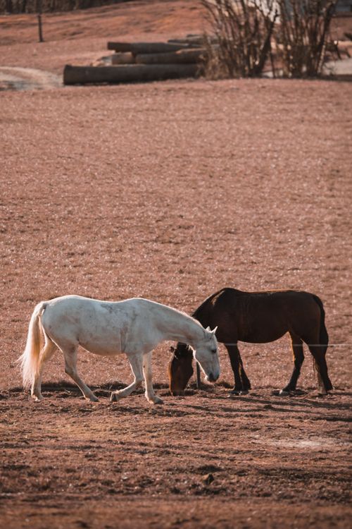 Free Two horses grazing in a tranquil rural pasture, capturing the essence of nature and countryside life. Stock Photo