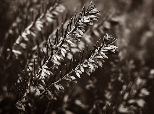 Grayscale Photography of Plant