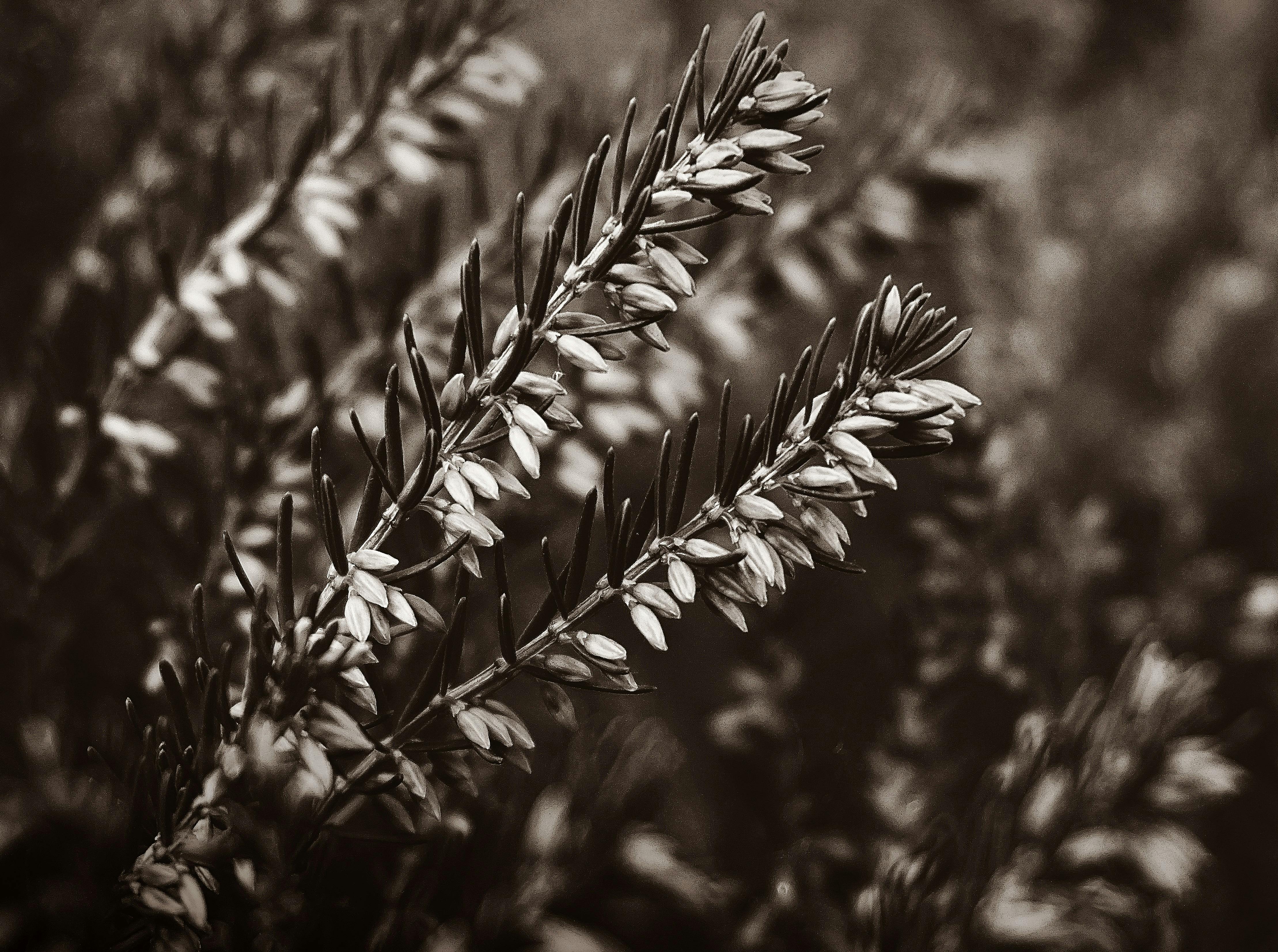 Grayscale Photography of Plant · Free Stock Photo