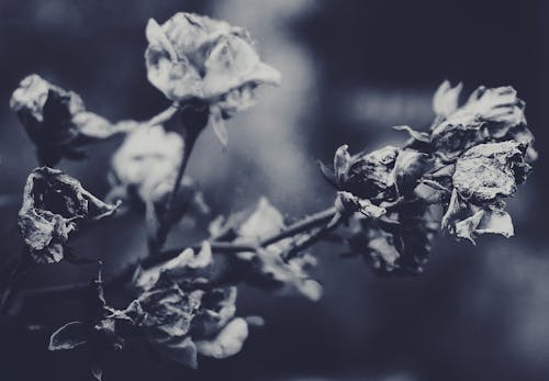 バラの植物のグレースケール写真