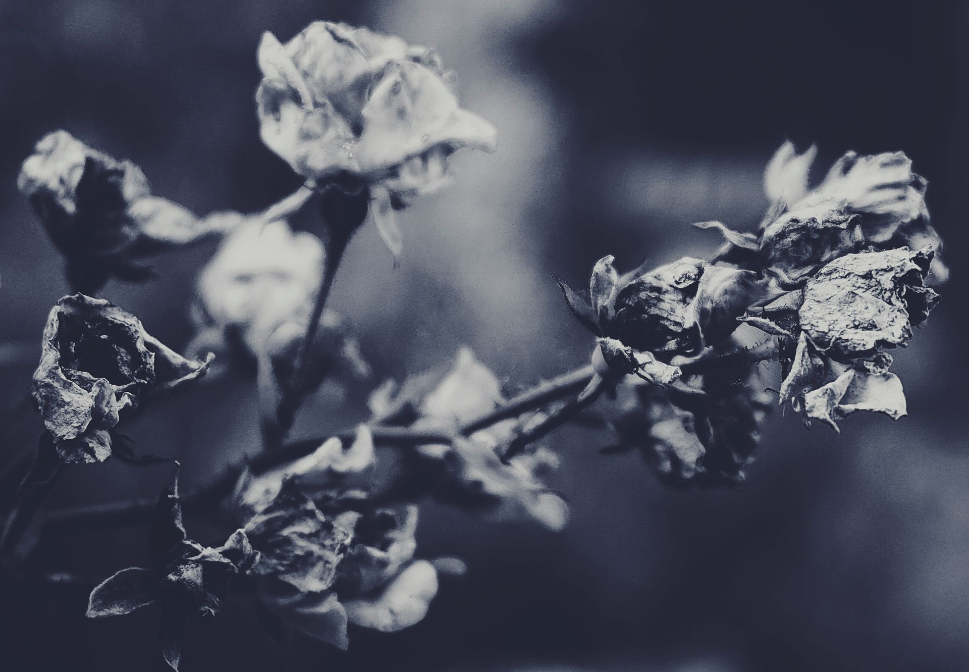 A delicate close-up of wilted roses in a grayscale, capturing an artistic view of nature's cycle.