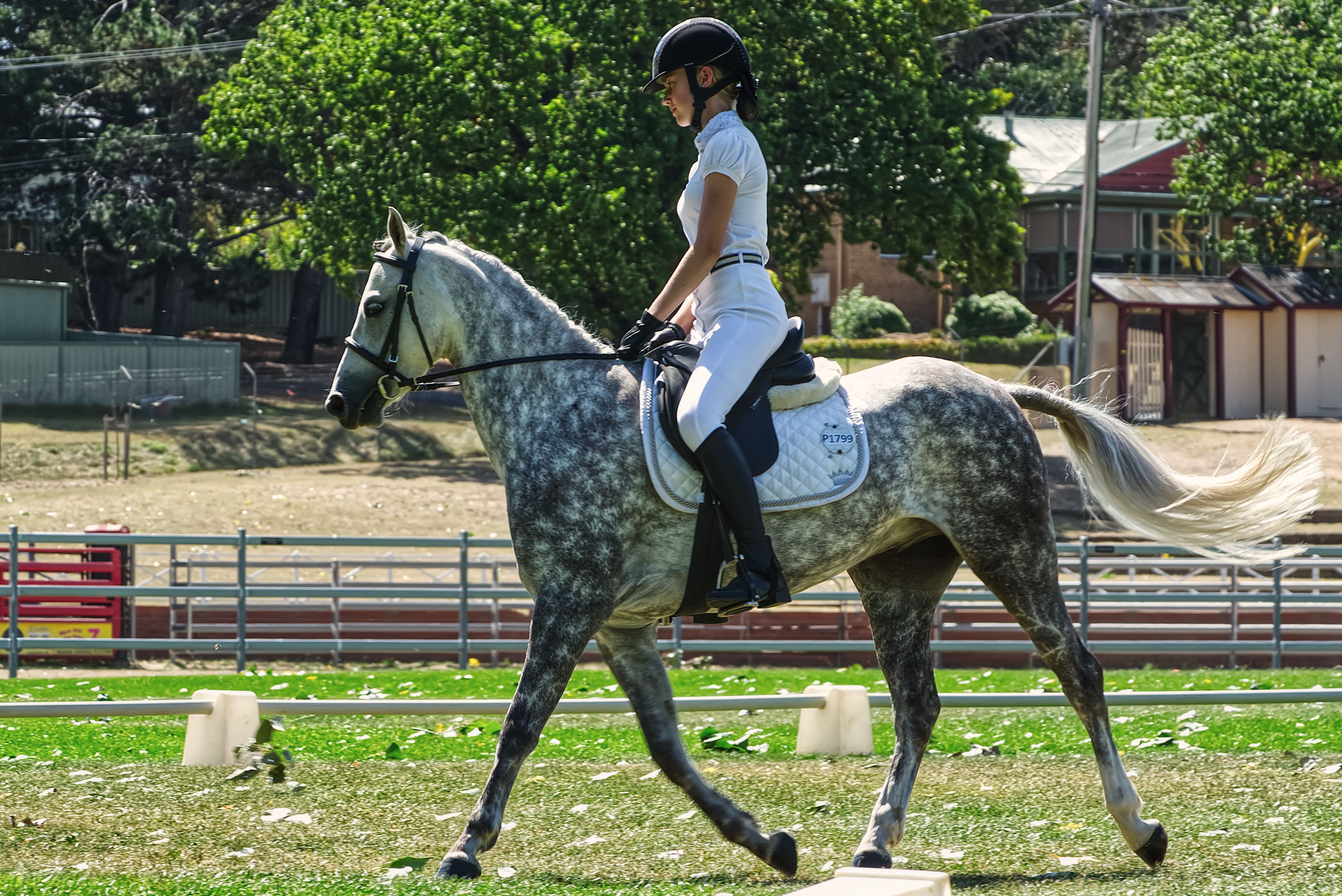 Female rider competes in equestrian event on dappled gray horse outdoors.