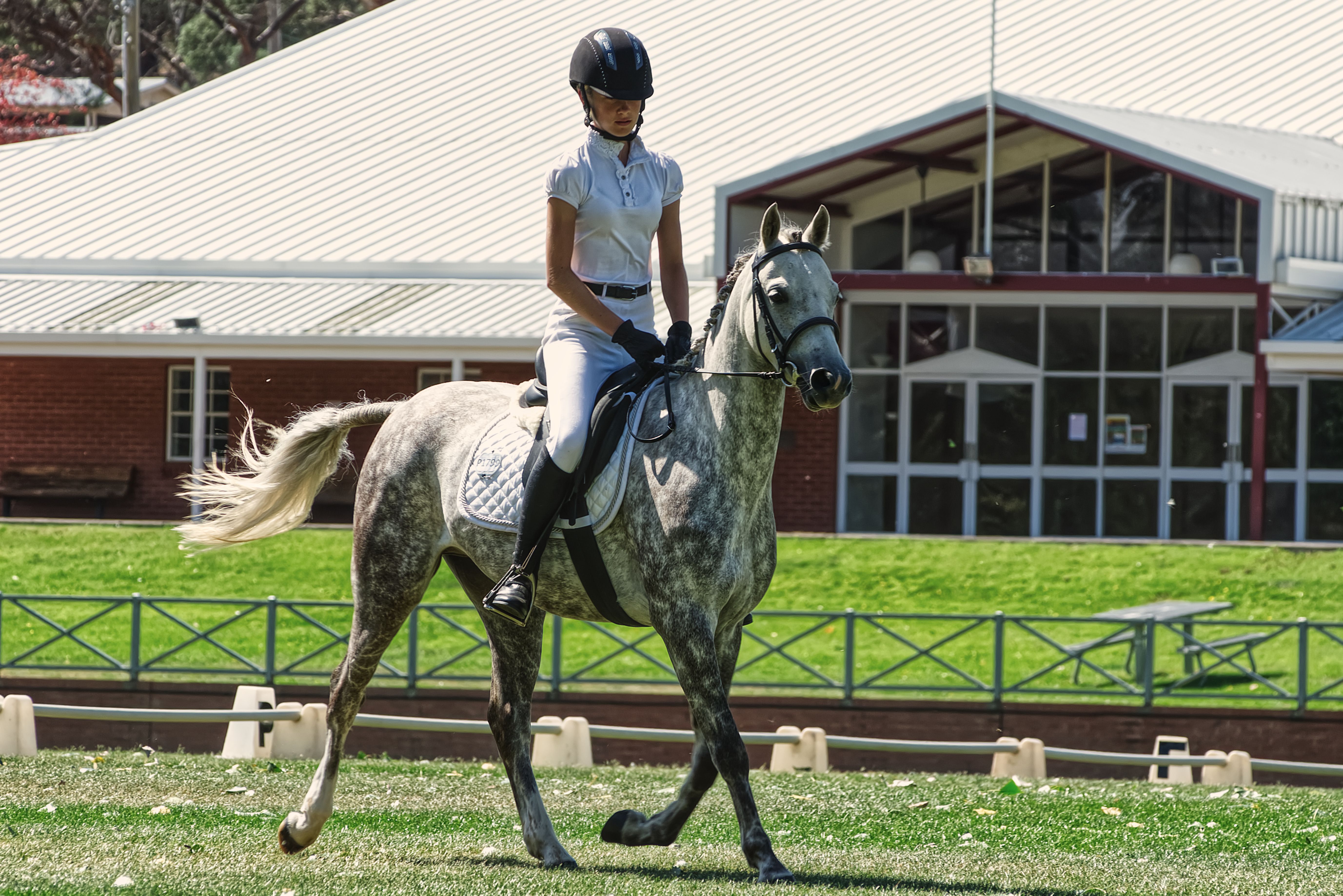 Equestrian rider in helmet training a gray horse in a sunny outdoor setting.