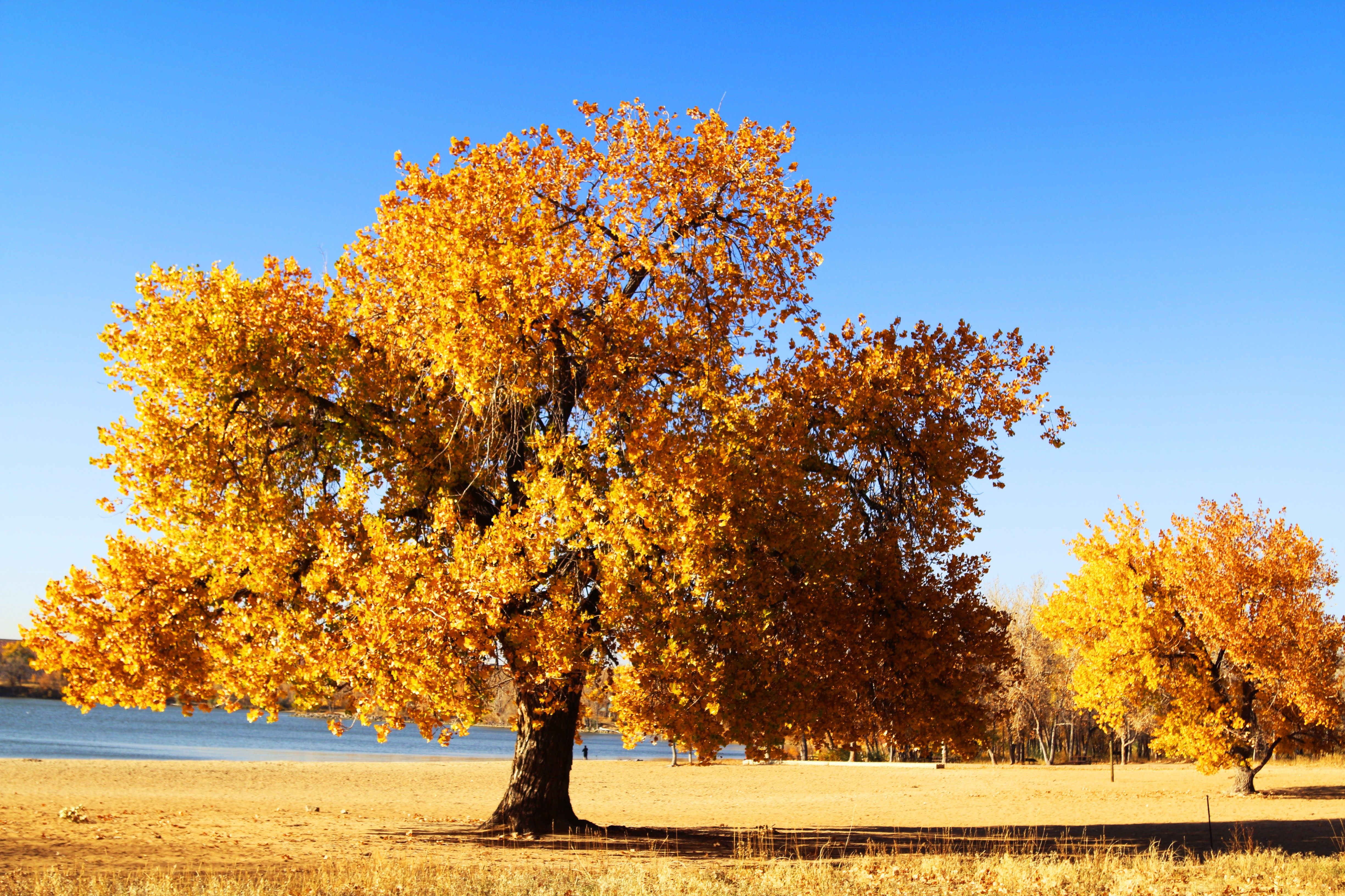Cottonwood