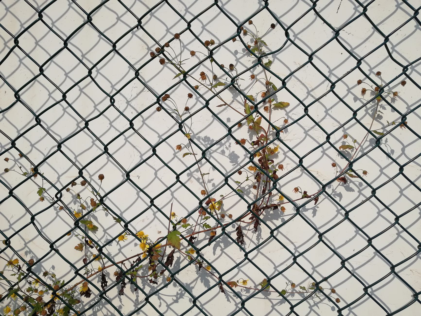 Mesh LLM: Democratizing AI Through Distributed Peer-to-Peer Inference