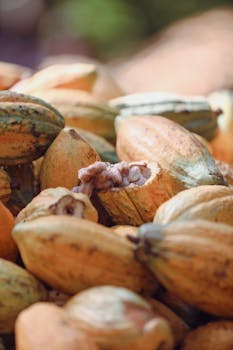 Cocoa pods freshly harvested and piled together, showcasing their vibrant colors in Paragominas, Pará, Brazil.