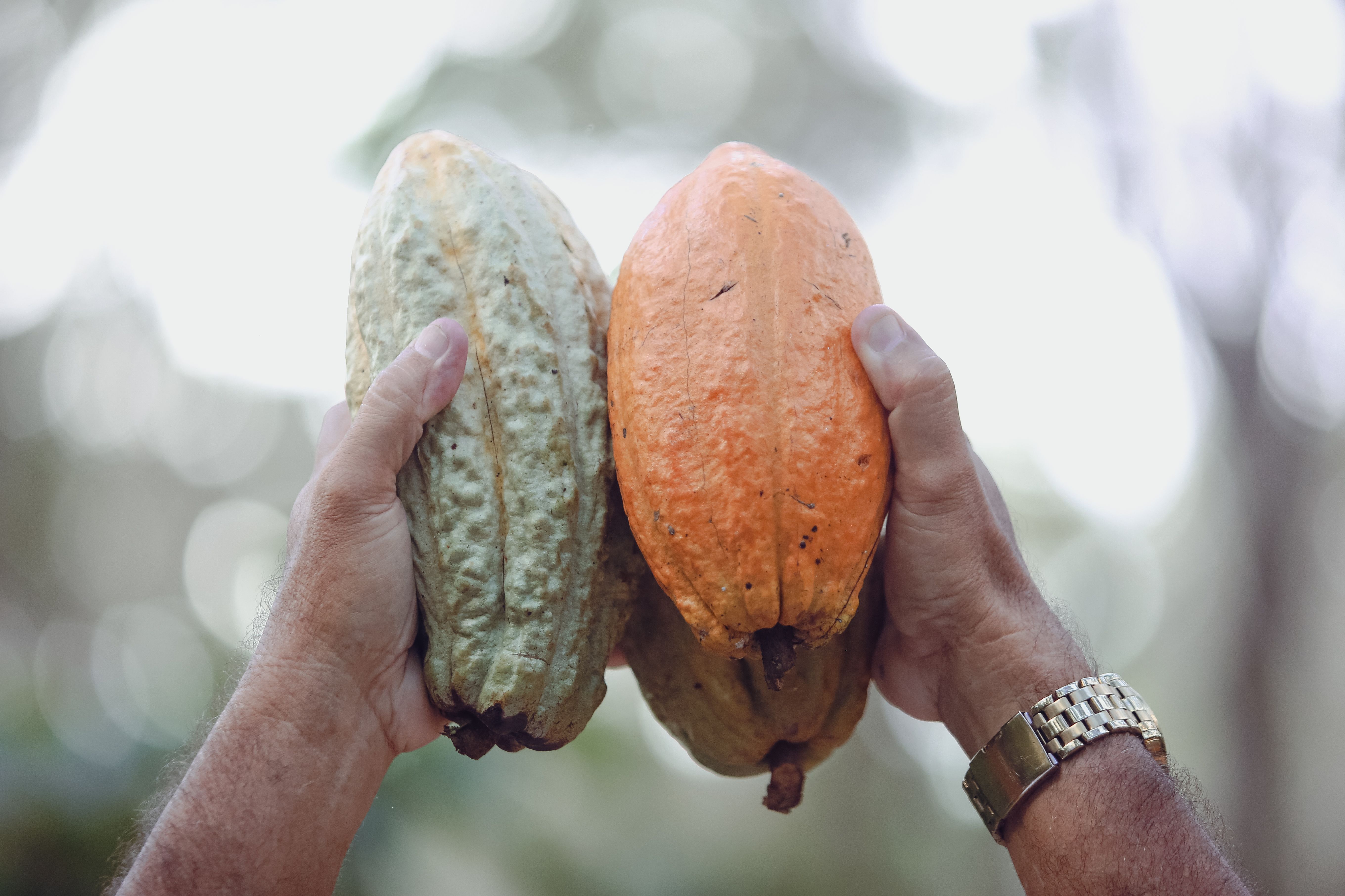 Mãos segurando frutas naturais em contexto de escolha sustentável e consciente