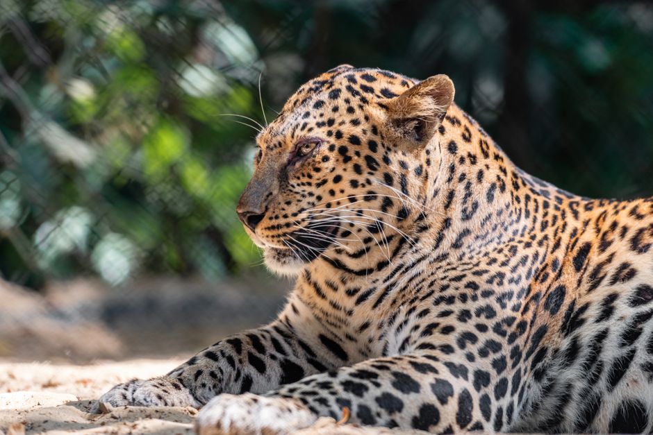 A spotted leopard basks in the sunlight, displaying its beautiful fur in a natural outdoor setting.