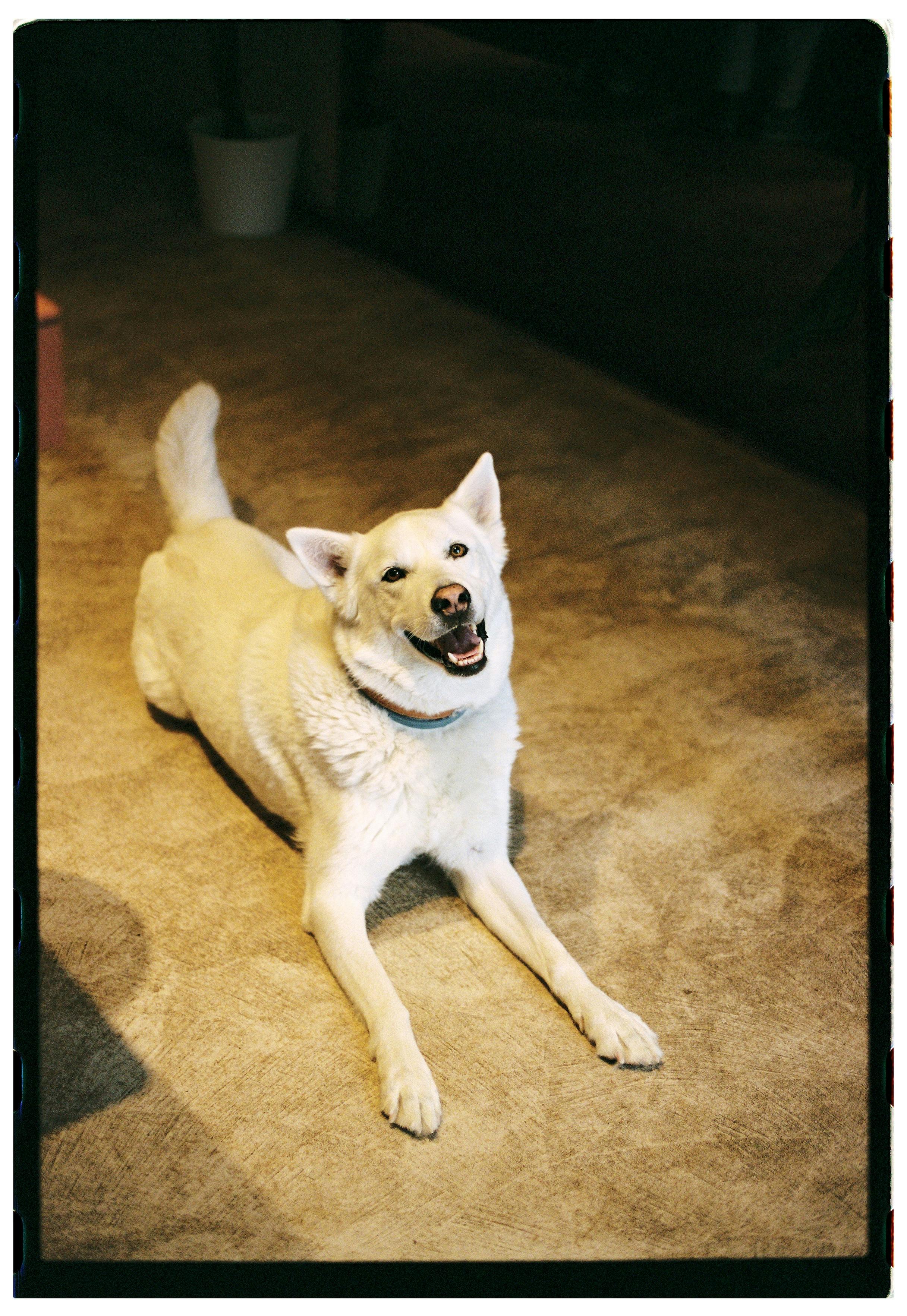 Happy white dog lounging on the carpet. Cozy indoor setting with warm lighting.
