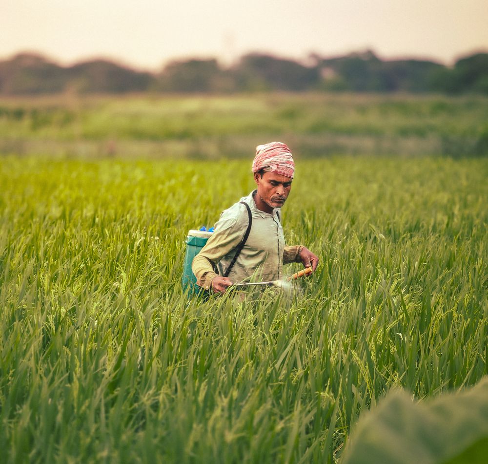 A farmer in a lush green field in rural India