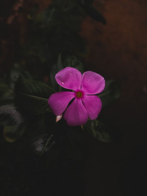 Free flower Stock Photo