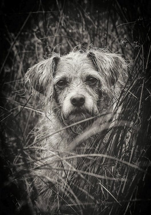 Close-up of Dog