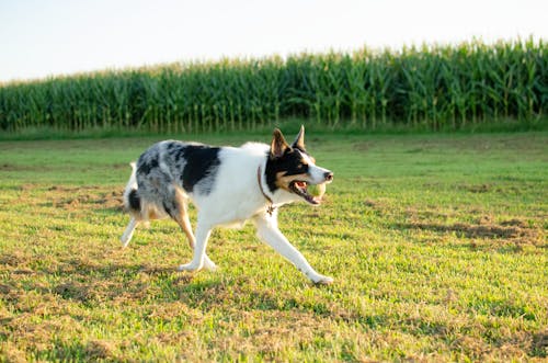 White and Black Short-coated Dog