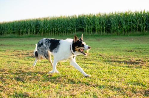 Free A lively dog runs joyfully with a ball in a green field on a sunny day. Stock Photo