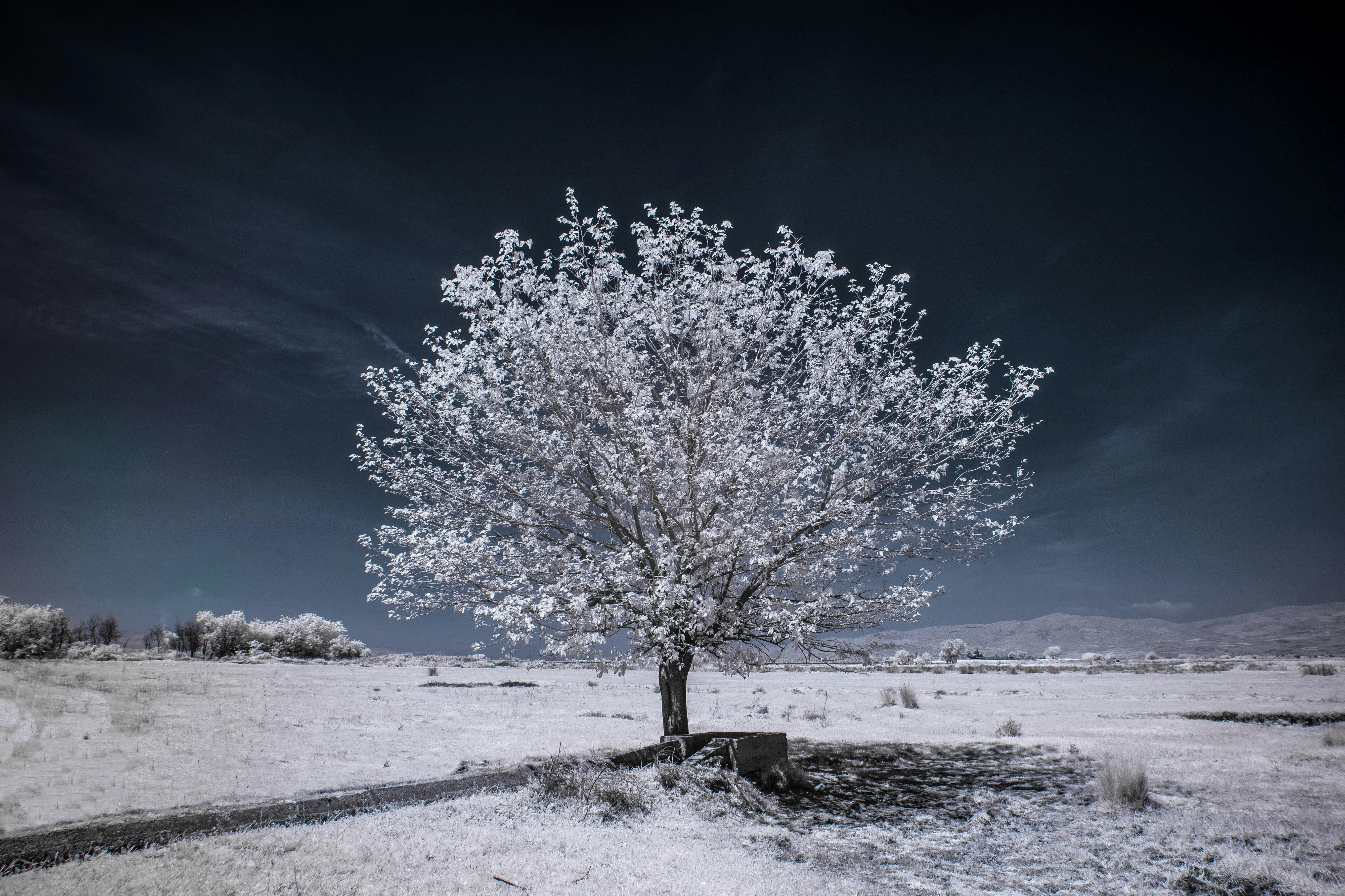 A lone tree stands in a snow-covered landscape under a dark sky in infrared style.