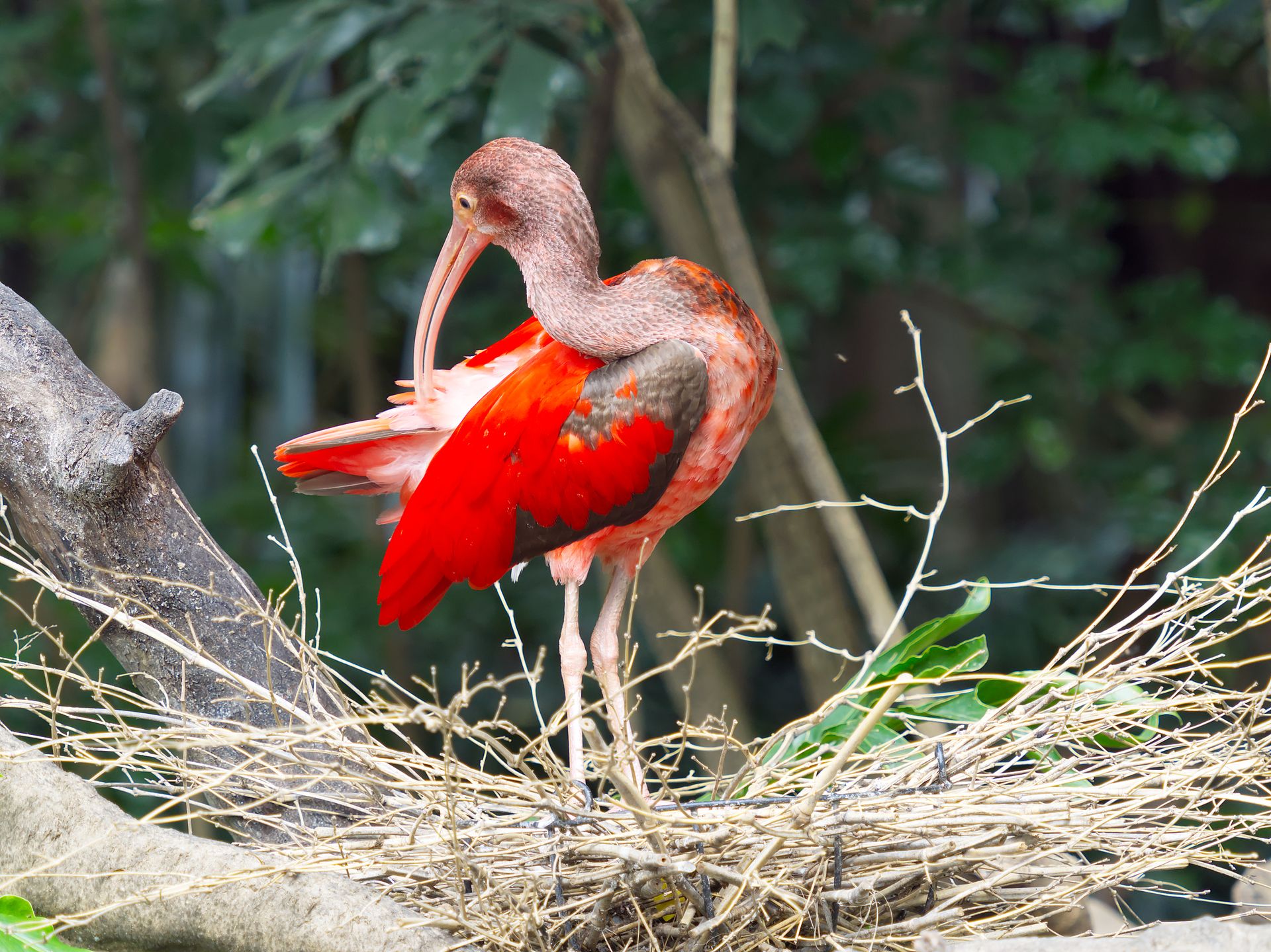 A vibrant scarlet ibis preening its feathers while standing in its nest in a natural habitat.