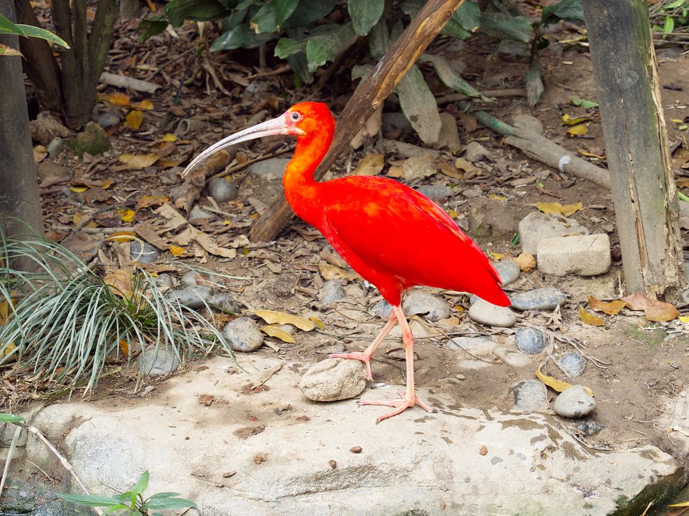 Scarlet Ibis In Natural Habitat Outdoors Free Stock Photo scarlet-ibis-in-natural-habitat-outdoors-free-stock-photo