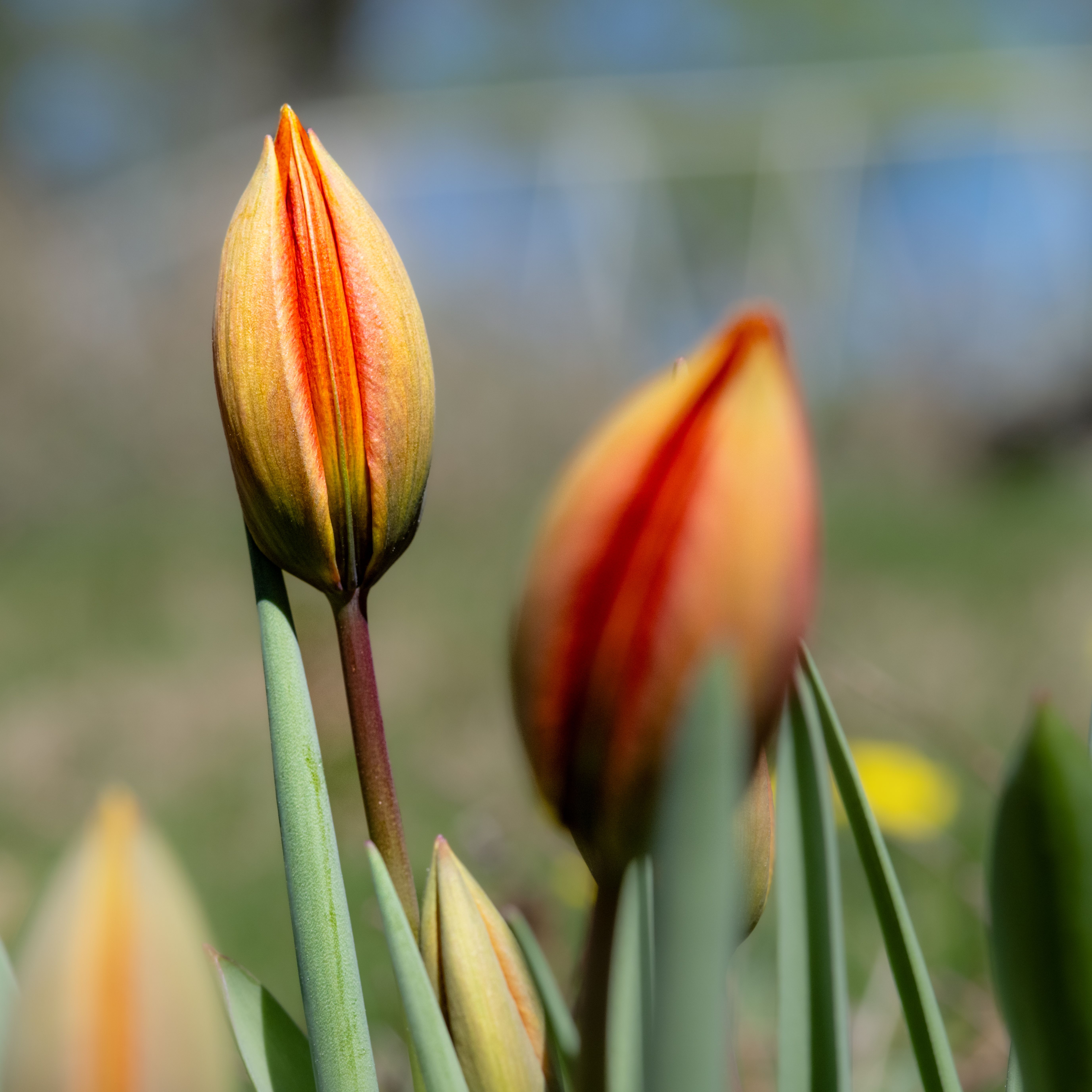 Close-Up of Red and Yellow Tulip Buds · Free Stock Photo