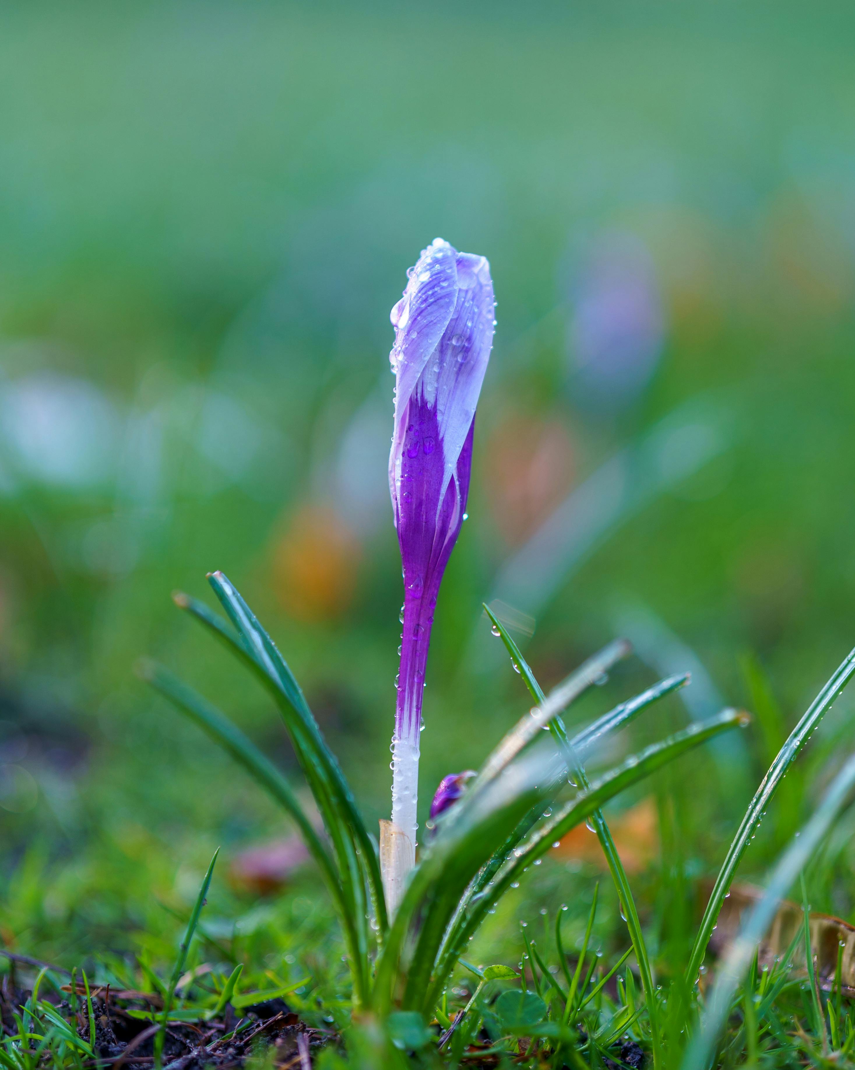 [ColoSach]-vibrant-purple-crocus-bud-covered-in-dew,-signaling-the-onset-of-spring.