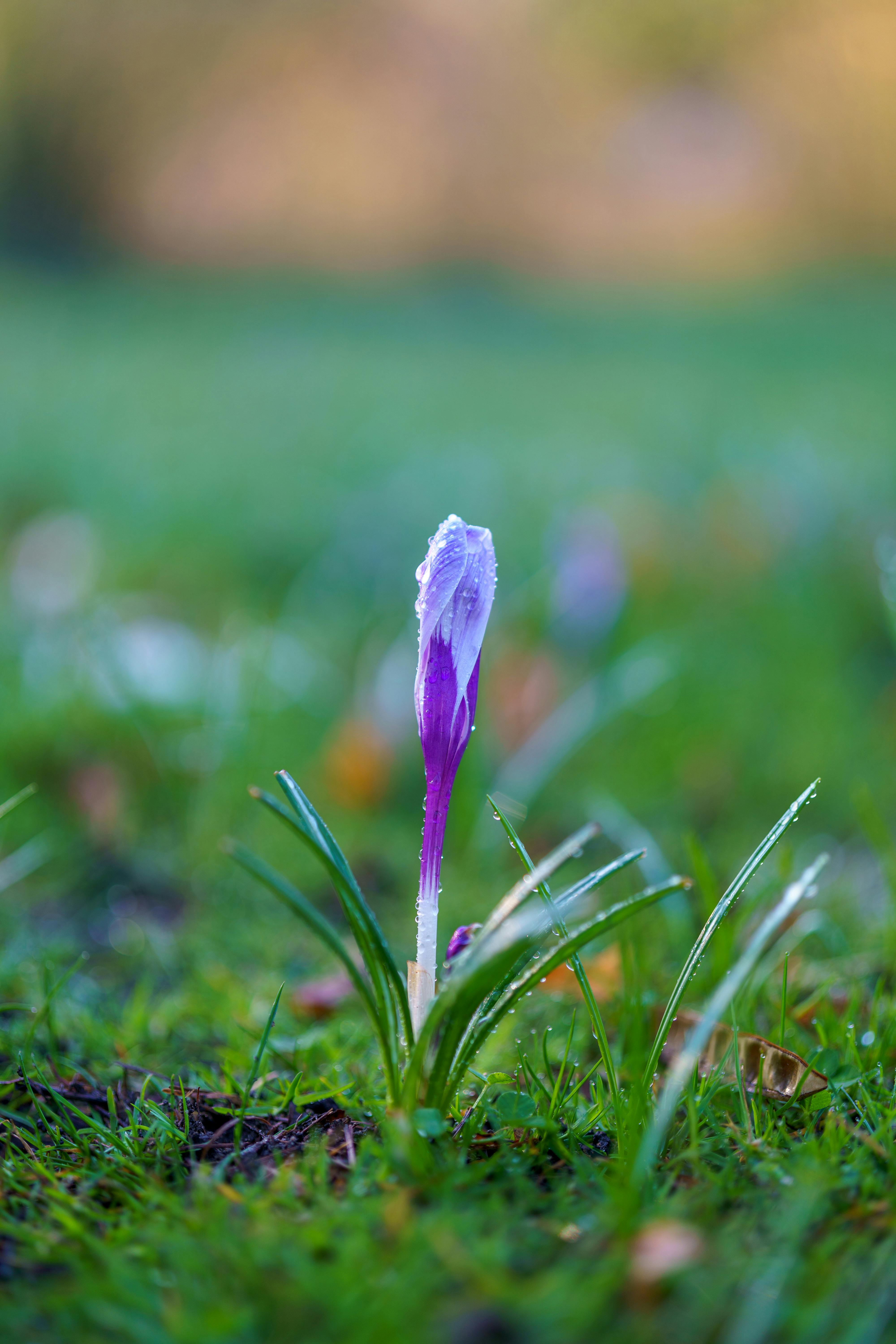 [ColoSach]-close-up-of-a-vibrant-purple-crocus-flower-blooming-in-a-green-field,-signaling-springtime.