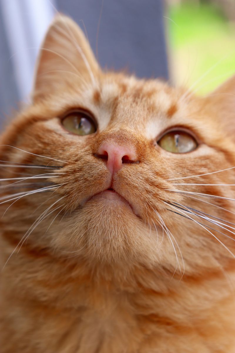 Close-up portrait of a ginger cat outdoors